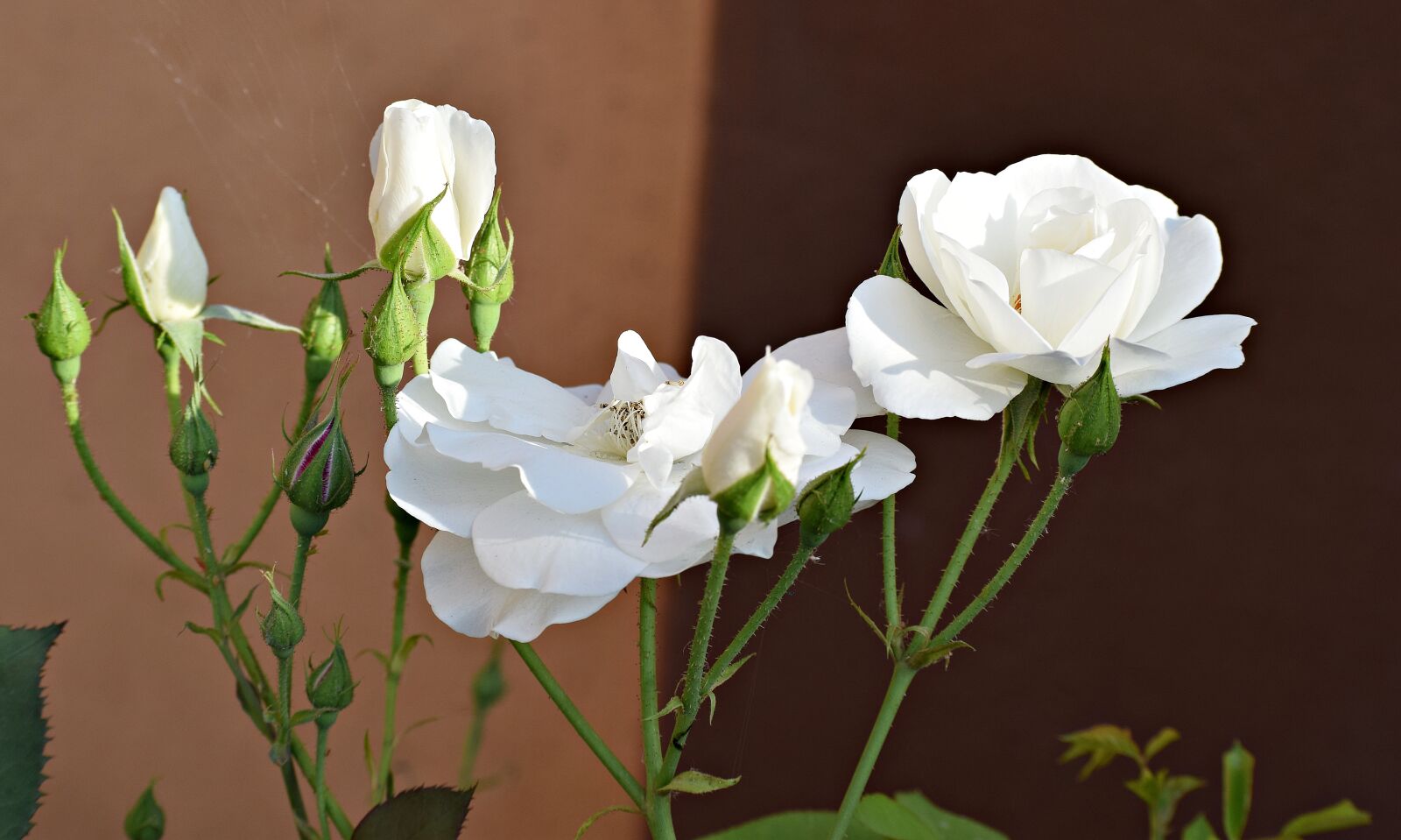 Nikon D3300 sample photo. White, roses, bloom photography