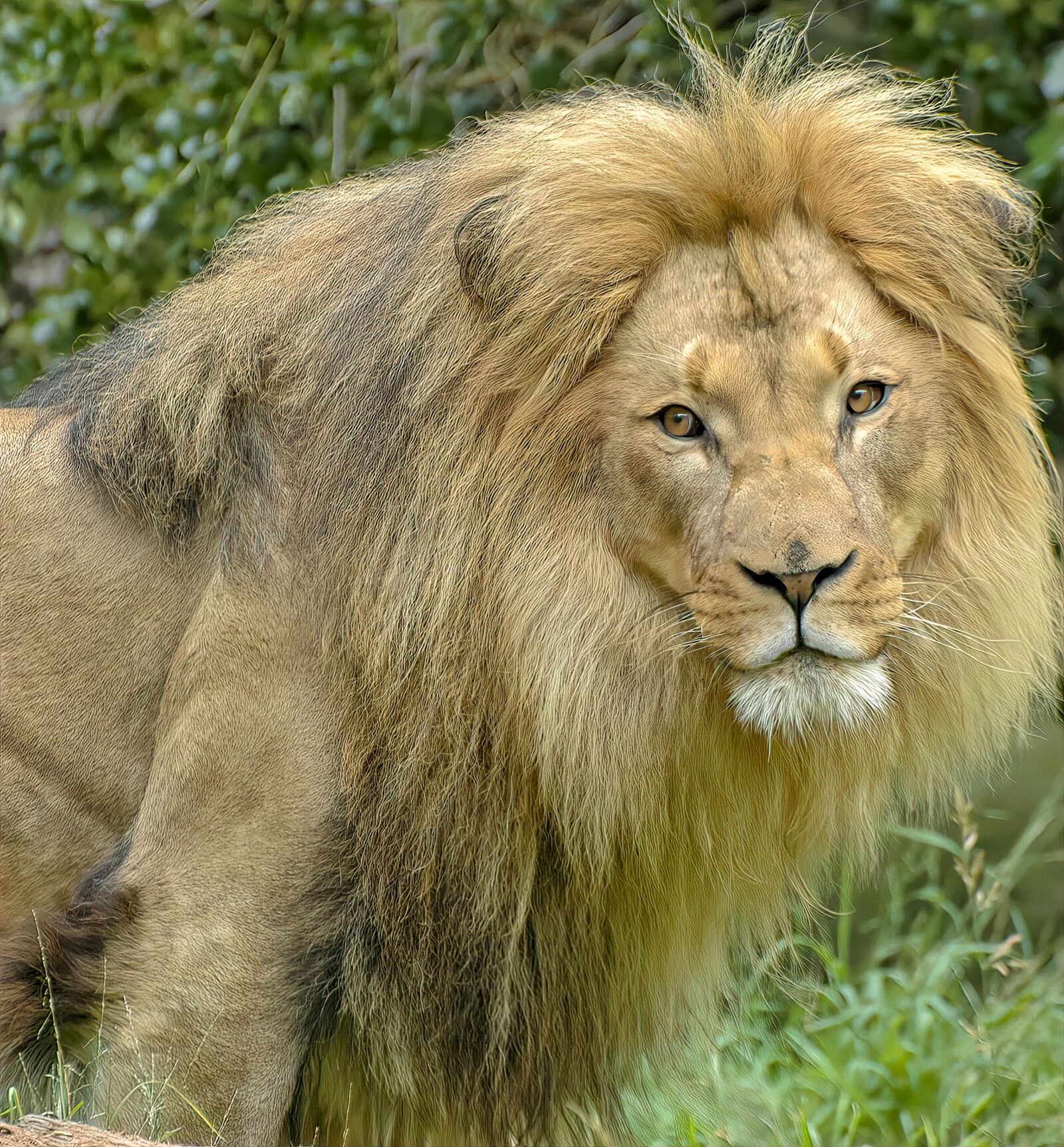 Nikon D70s sample photo. Lion, male, animal photography