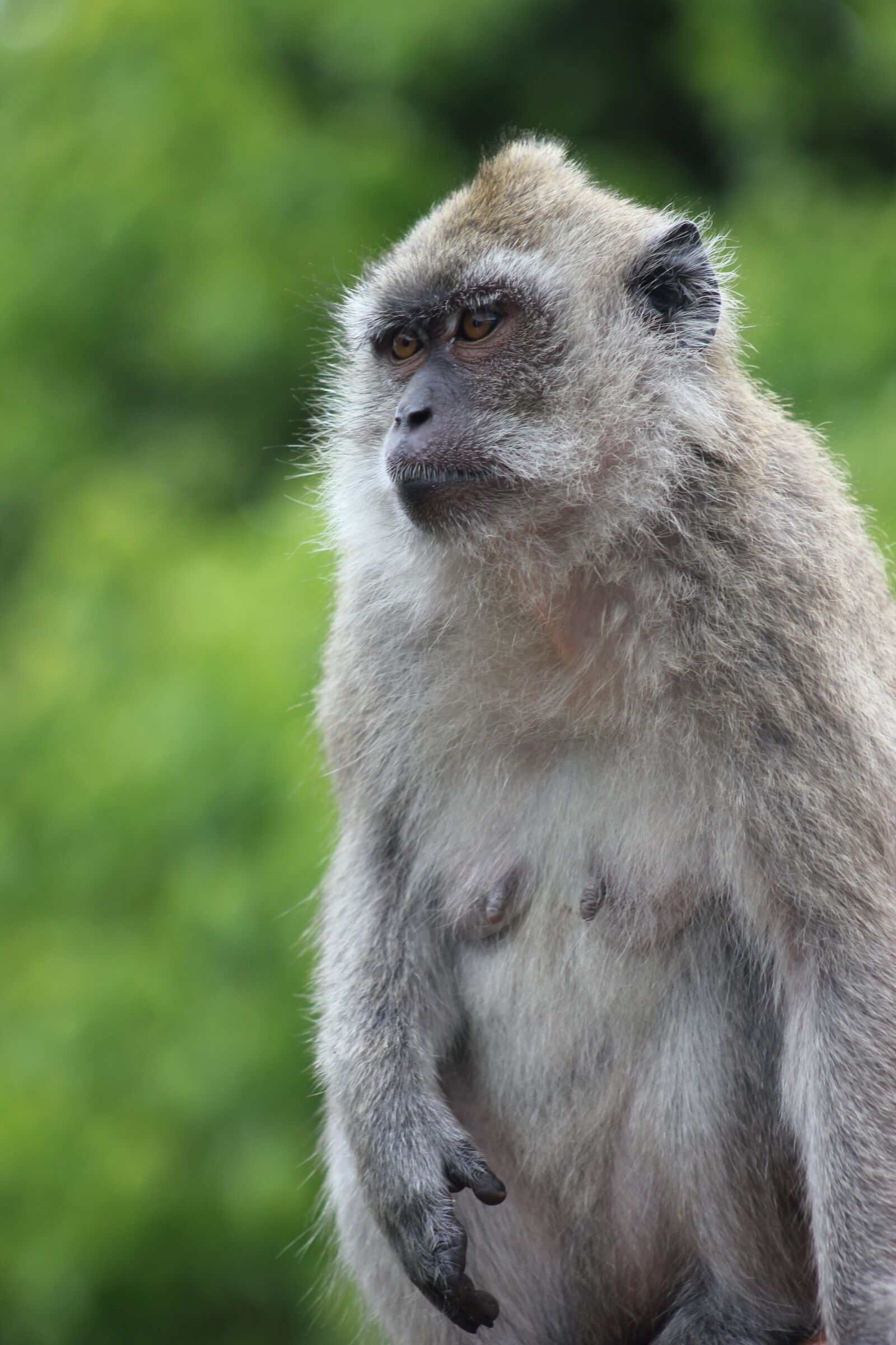Canon EOS 550D (EOS Rebel T2i / EOS Kiss X4) sample photo. Monkey, portrait, nature photography