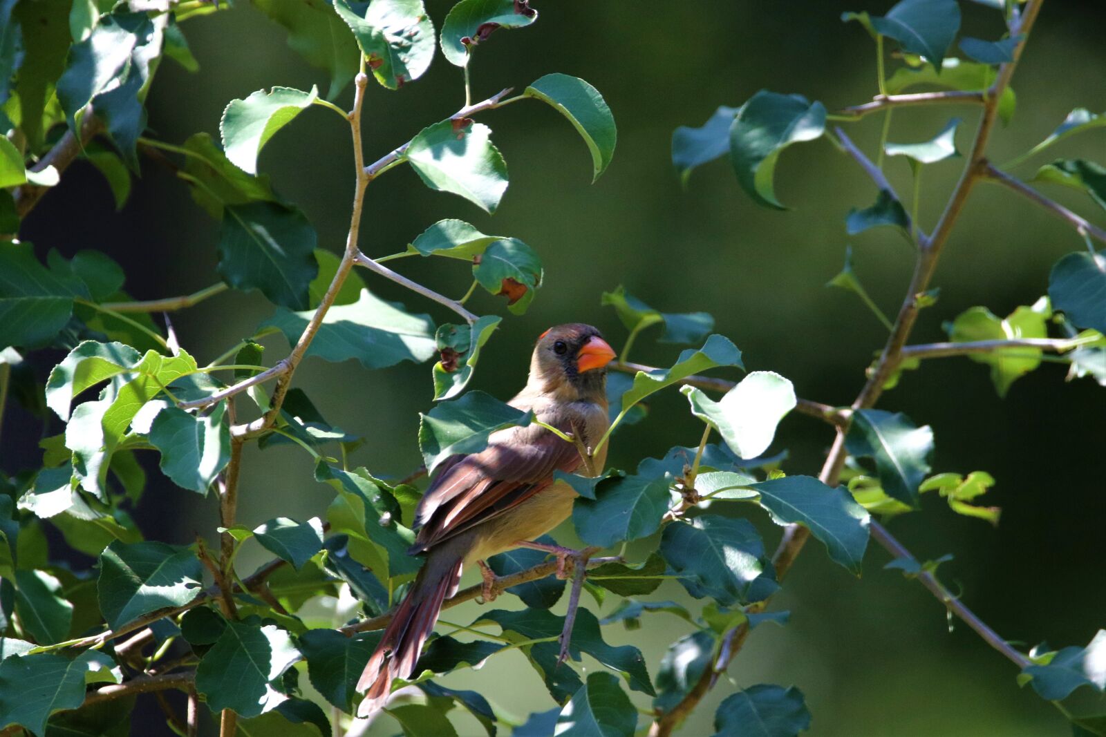 Canon EOS 7D Mark II sample photo. Female northern cardinal, bird photography