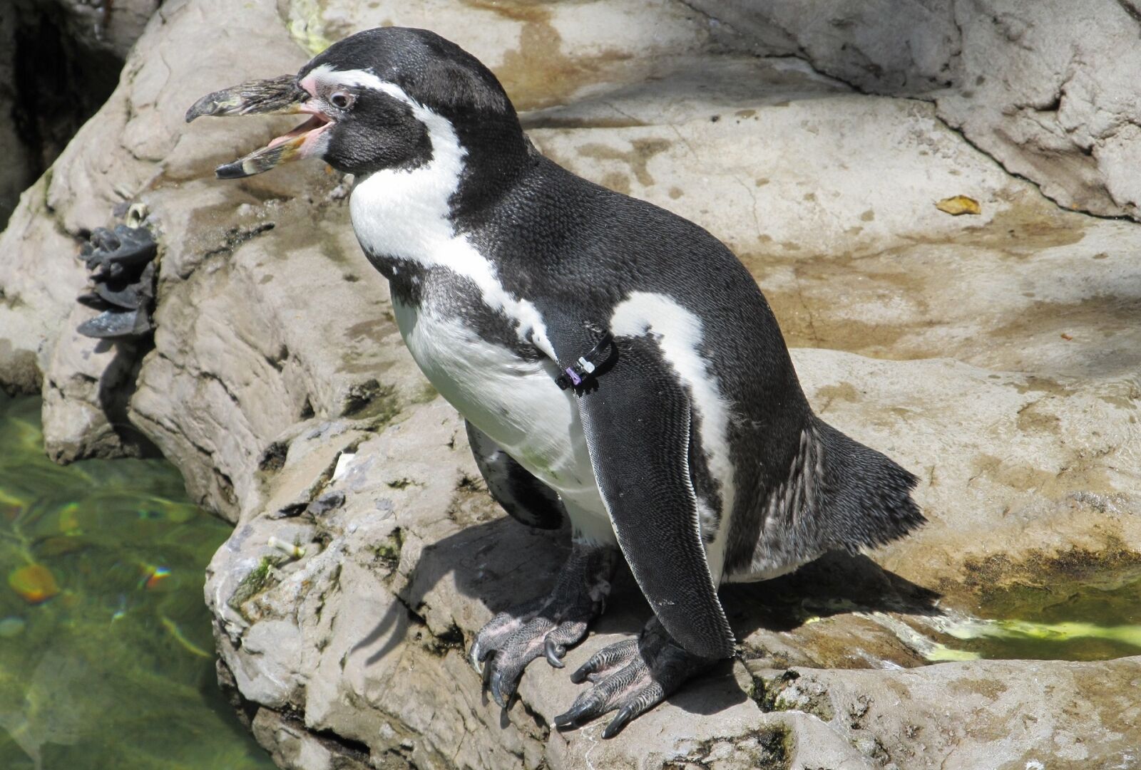 Canon PowerShot SX130 IS sample photo. Humboldt penguin, cute, nature photography