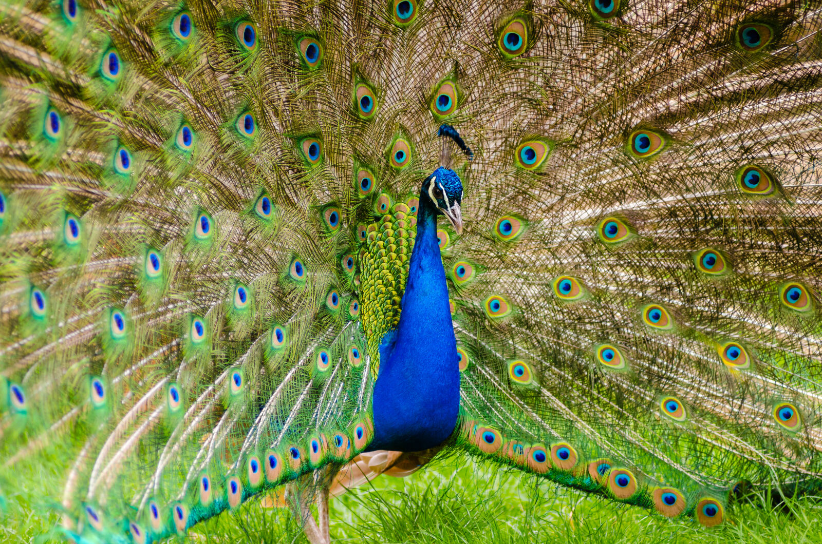 AF Zoom-Nikkor 80-200mm f/2.8 ED sample photo. Peacock, on, green, grass photography