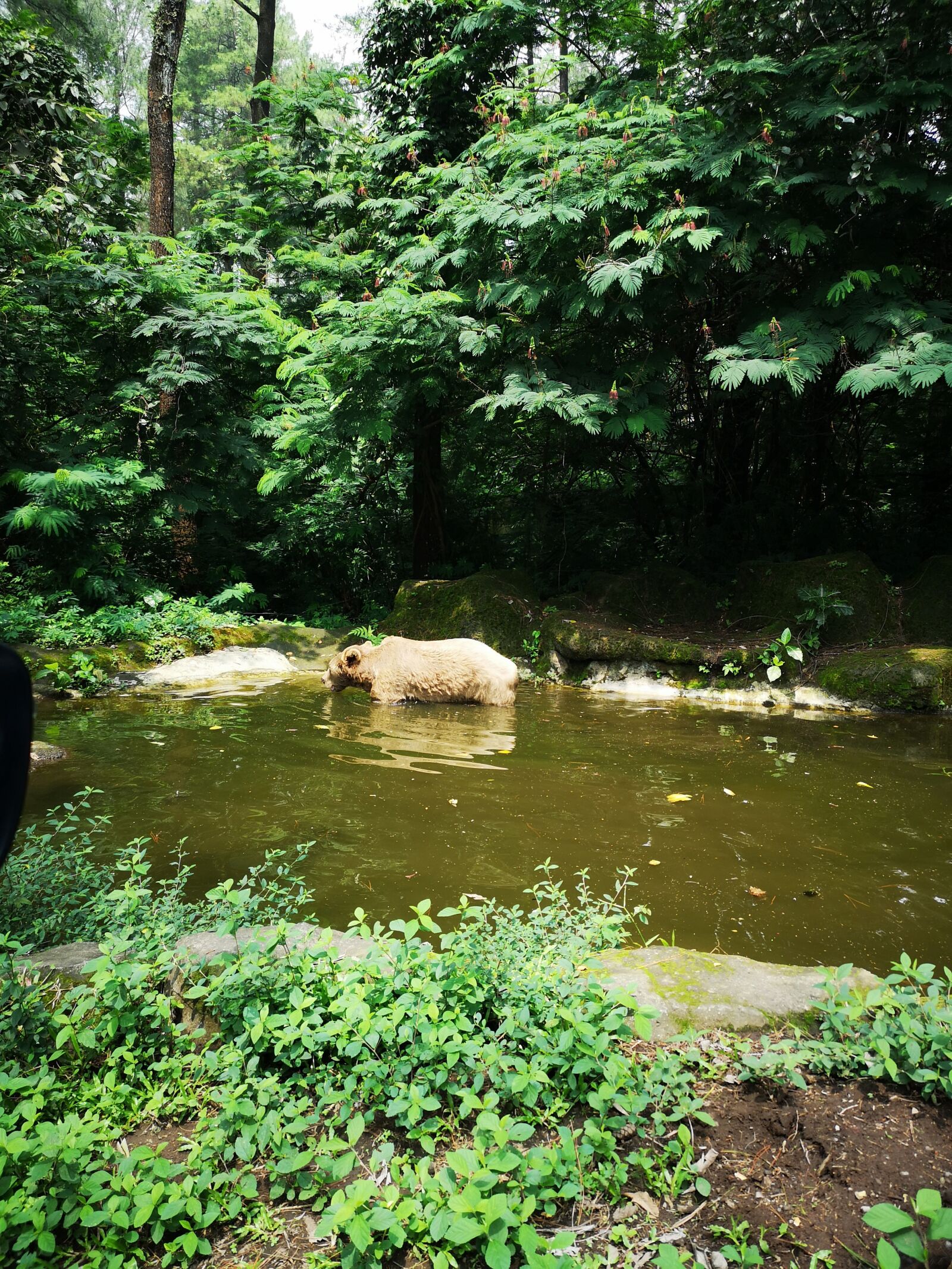 HUAWEI CLT-L29 sample photo. Bear, animals photography