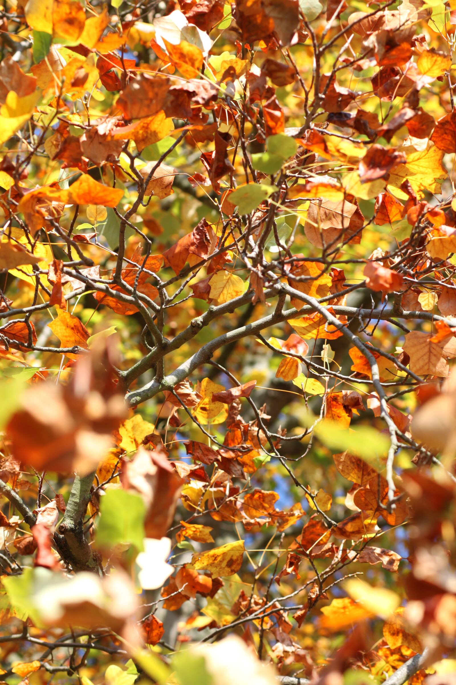 Canon EOS 500D (EOS Rebel T1i / EOS Kiss X3) sample photo. Autumn, foliage, colors photography