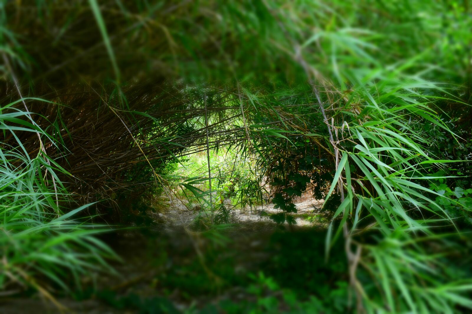 Nikon D3500 sample photo. Tunnel, plant, nature photography