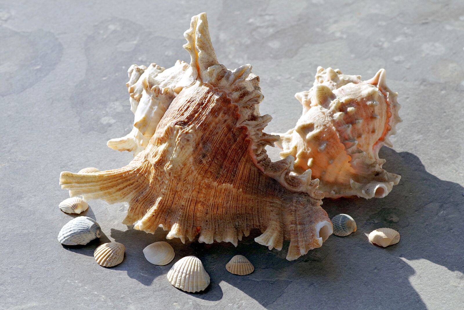 Pentax K-S2 sample photo. Shells, holidays, sea photography
