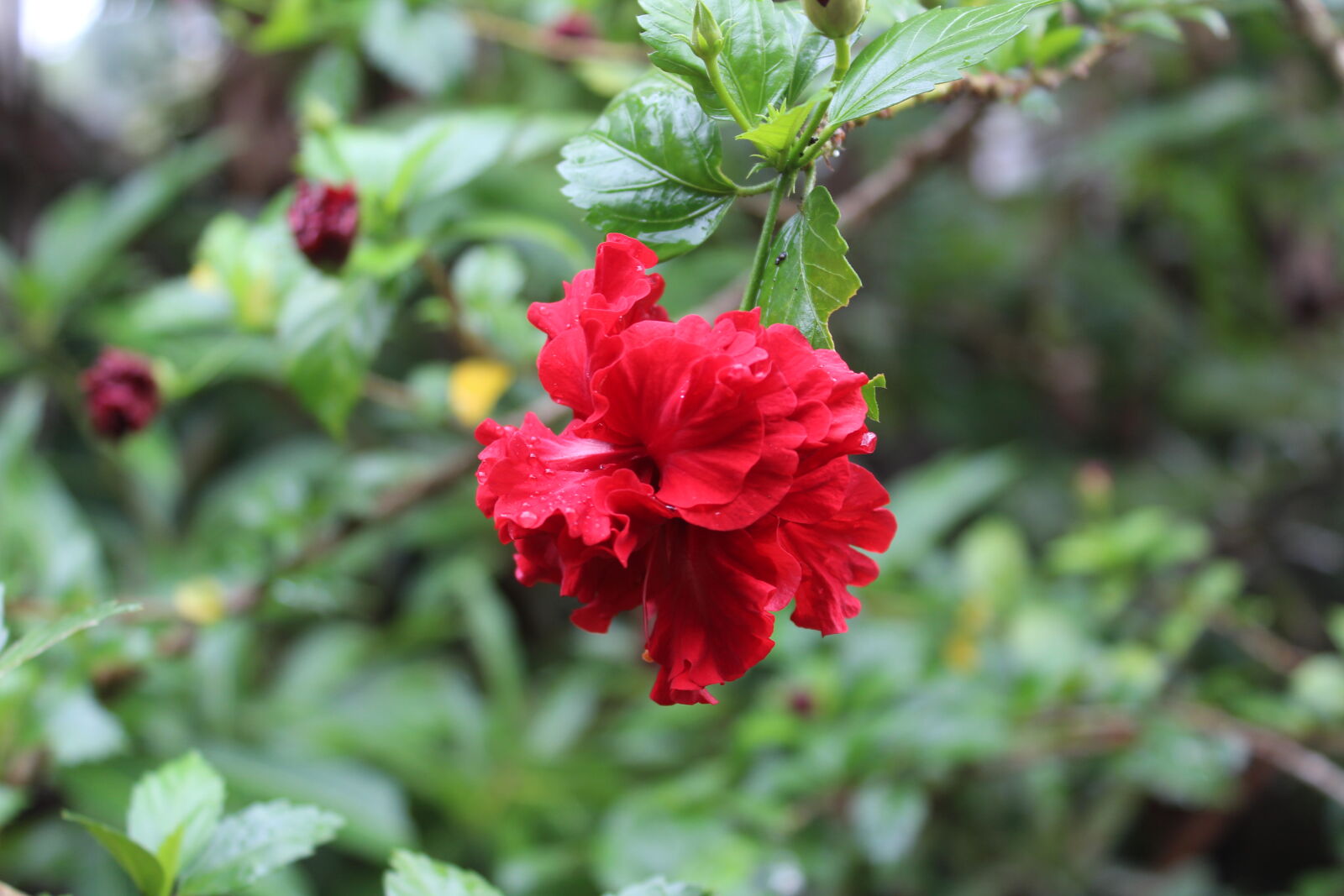 Canon EOS 1300D (EOS Rebel T6 / EOS Kiss X80) sample photo