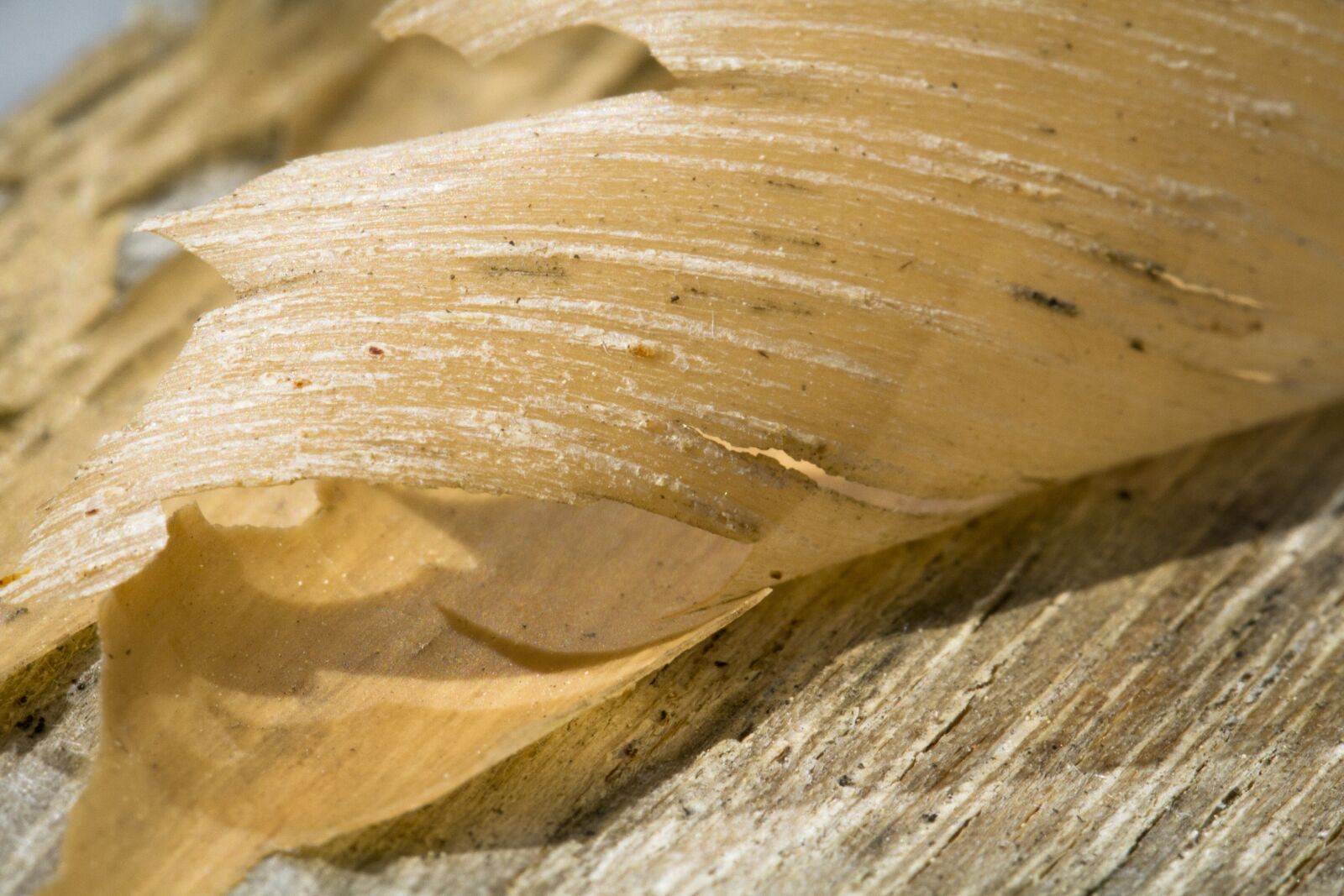 Canon EF 100mm F2.8L Macro IS USM sample photo. Bark, peel, varnish photography