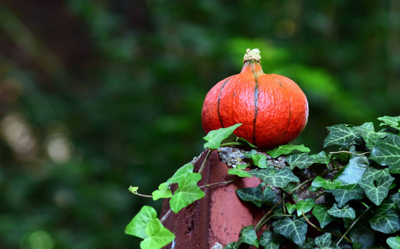 Nikon D3300 sample photo. Leaf, nature, food, fruit photography