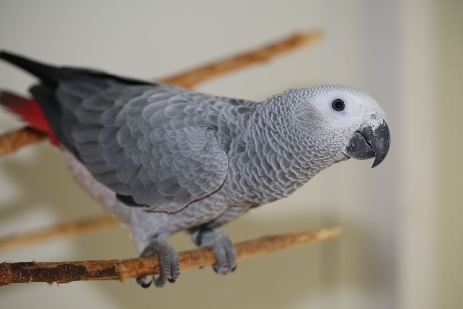 Canon EF 100mm F2.8L Macro IS USM sample photo. Parrot, bird, african grey photography