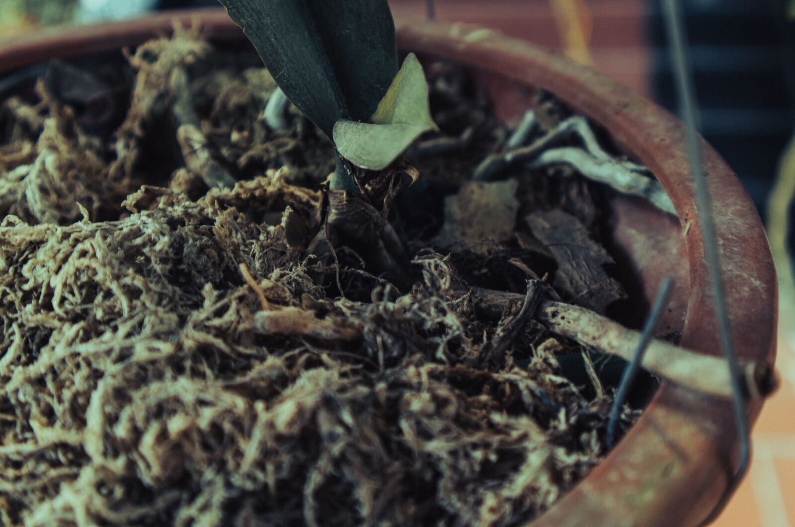 Canon EF-M 15-45mm F3.5-6.3 IS STM sample photo. Palm sunday, lockdown, plants photography