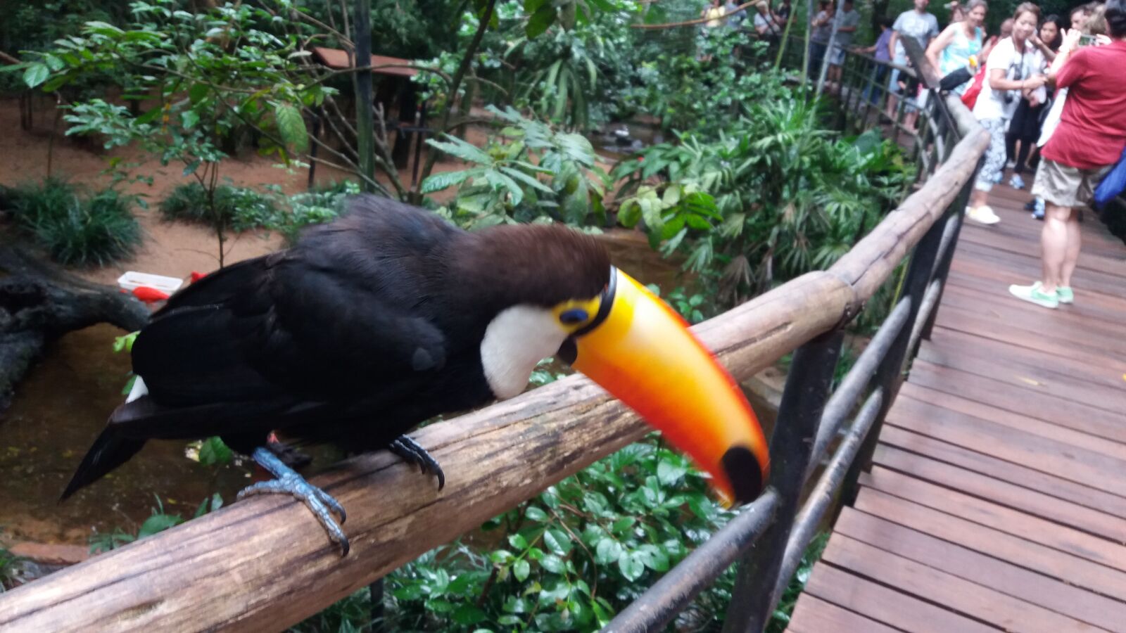 Samsung Galaxy J5 Prime sample photo. Tucano, animais, aves photography