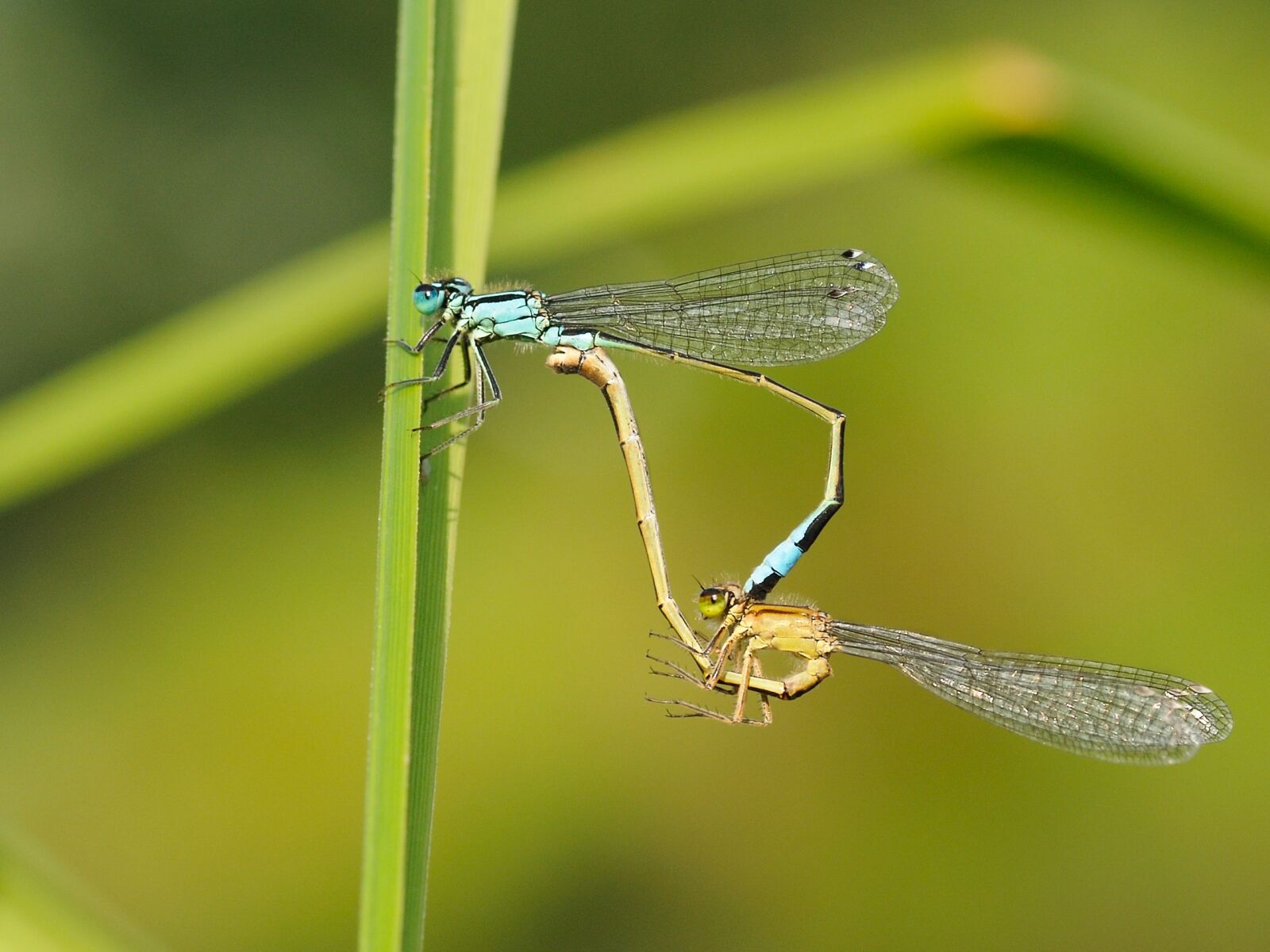 Nikon D300 sample photo. Insect, dragonfly, couple photography
