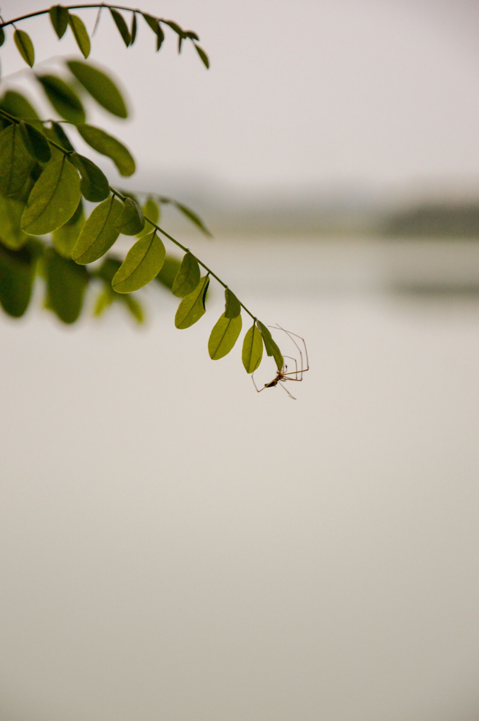 Nikon D3200 sample photo. Leaf, spider, water photography