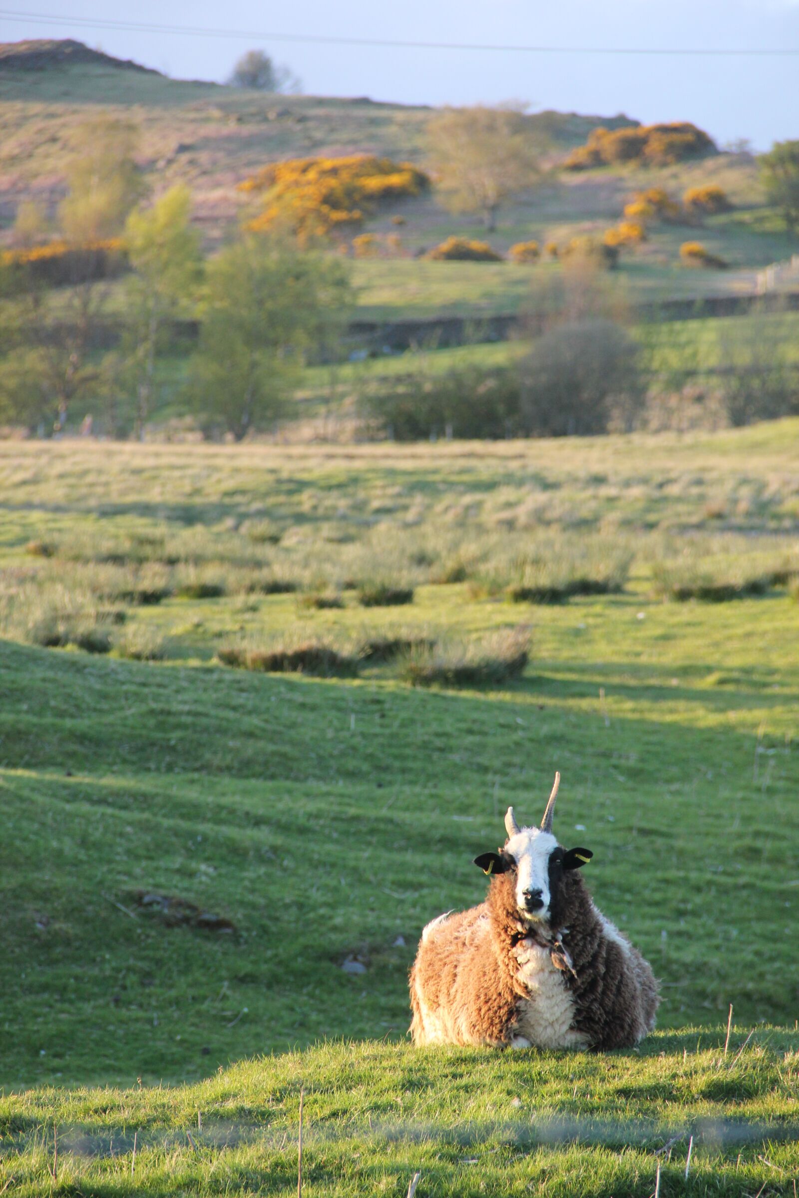 Canon EOS 550D (EOS Rebel T2i / EOS Kiss X4) sample photo. Sheep, hill, outdoor photography