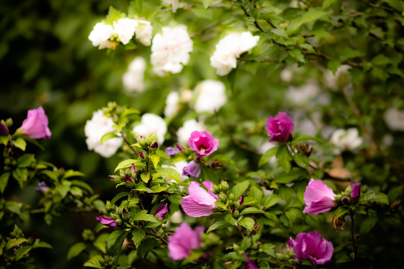 Canon EOS 750D (EOS Rebel T6i / EOS Kiss X8i) sample photo. Flowers, pink, weis photography
