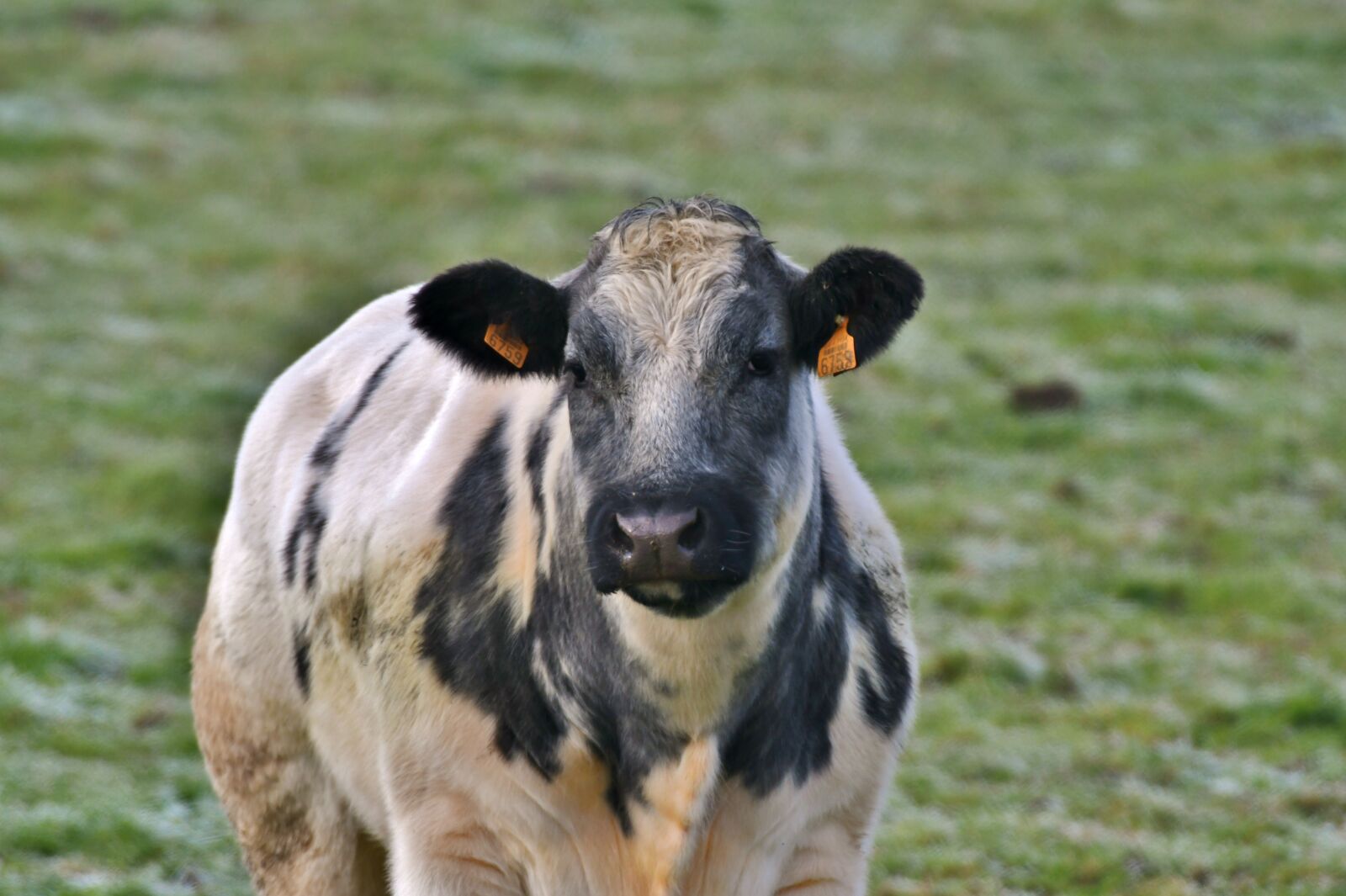 Nikon D500 sample photo. Cow, mammal, herkauwer photography