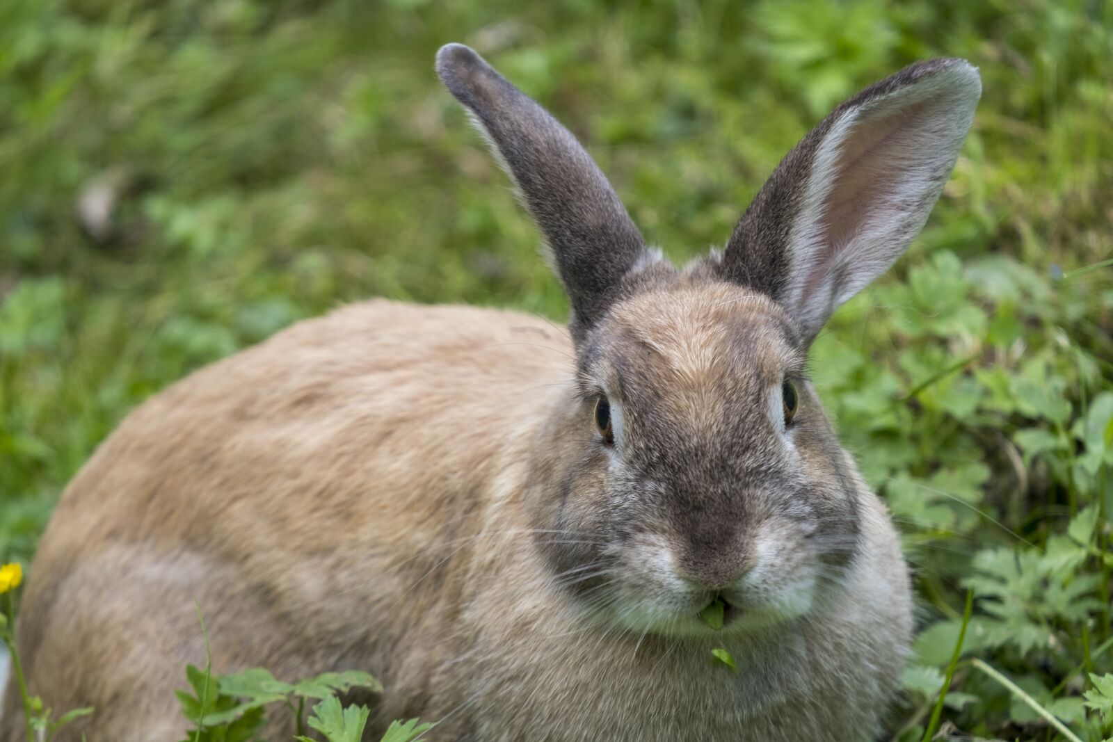 Fujifilm X-T2 + Fujifilm XF 55-200mm F3.5-4.8 R LM OIS sample photo. Hare, rabbit, long eared photography