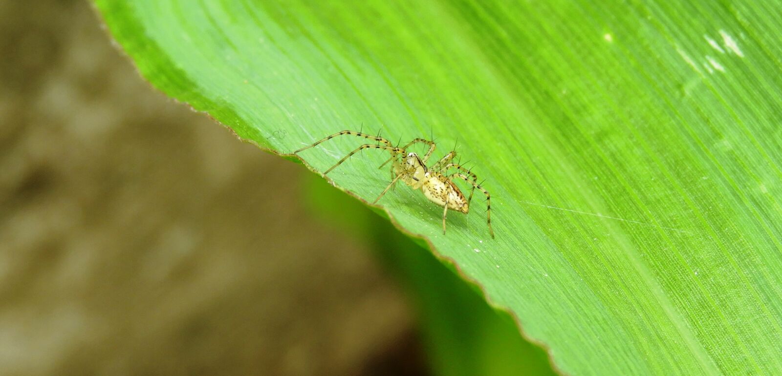 Nikon Coolpix B700 sample photo. Nature, insect, leaf photography