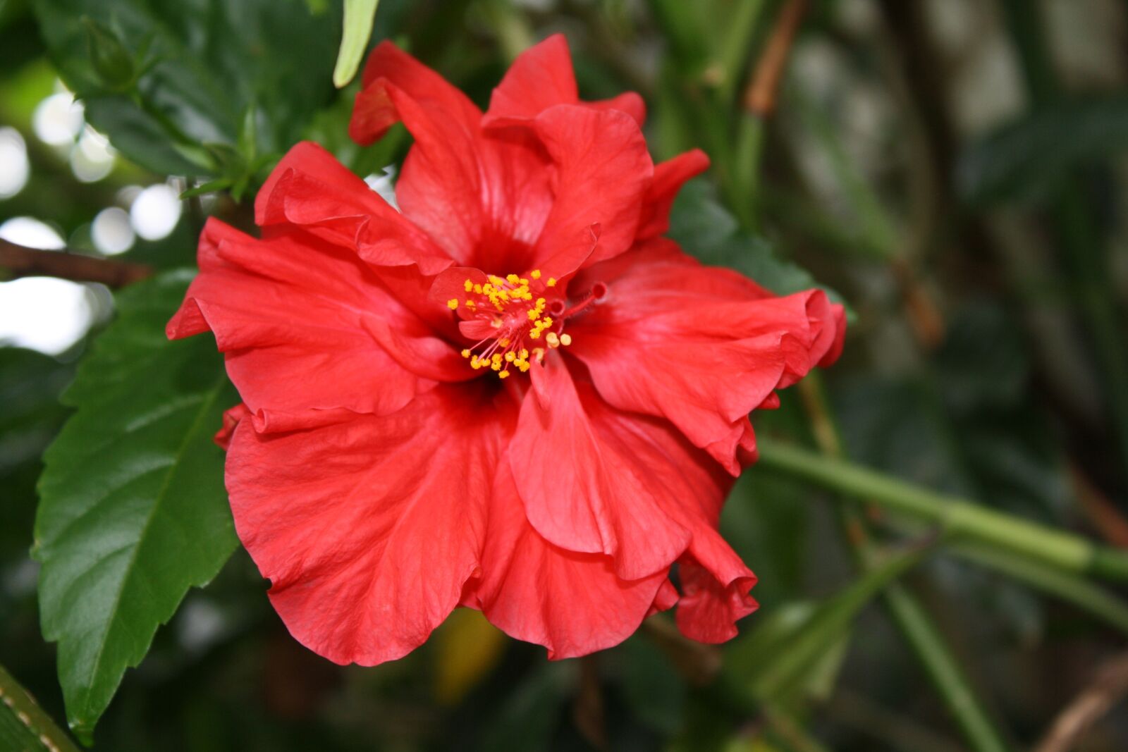 Canon EOS 1000D (EOS Digital Rebel XS / EOS Kiss F) sample photo. Hibiscus, flower, red photography