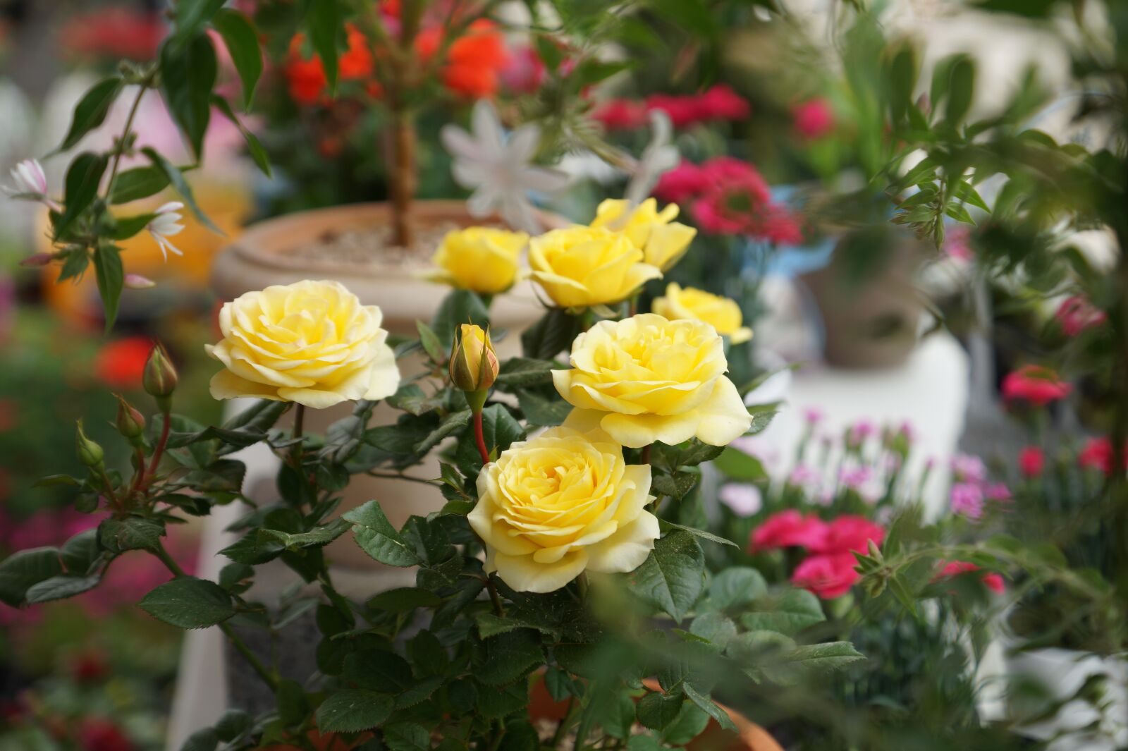 Sony SLT-A58 + Sony DT 16-50mm F2.8 SSM sample photo. Yellow roses, flowers, may photography