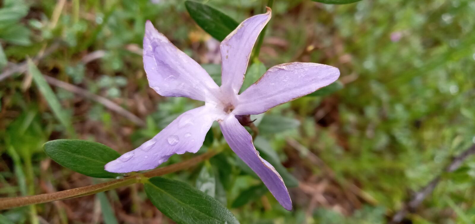 Samsung SM-A107F sample photo. Flower, spring, nature photography