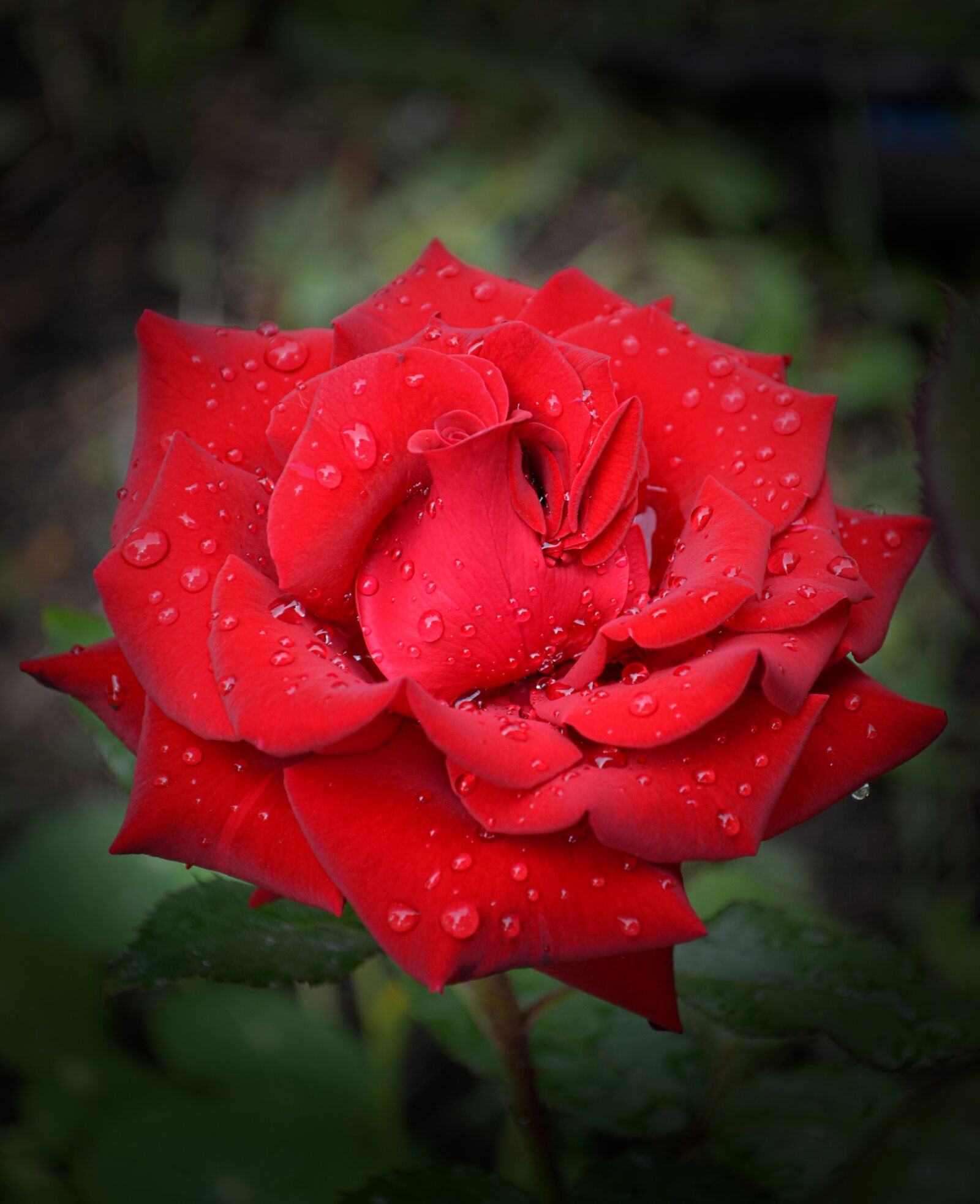 Nikon D5100 sample photo. Rose, red rose, passion photography