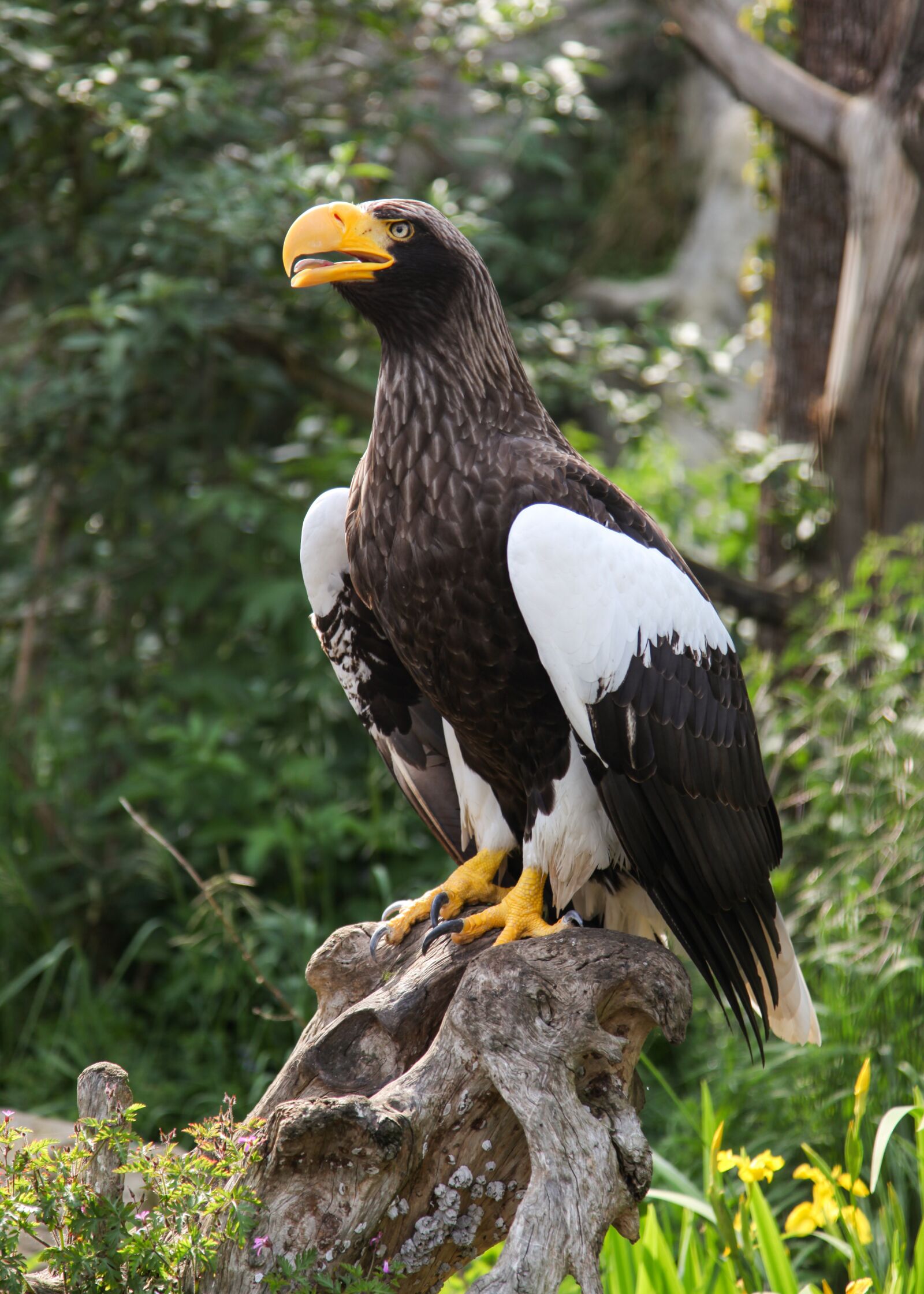 Canon EOS 5D Mark II sample photo. Giant eagle, adler, bird photography