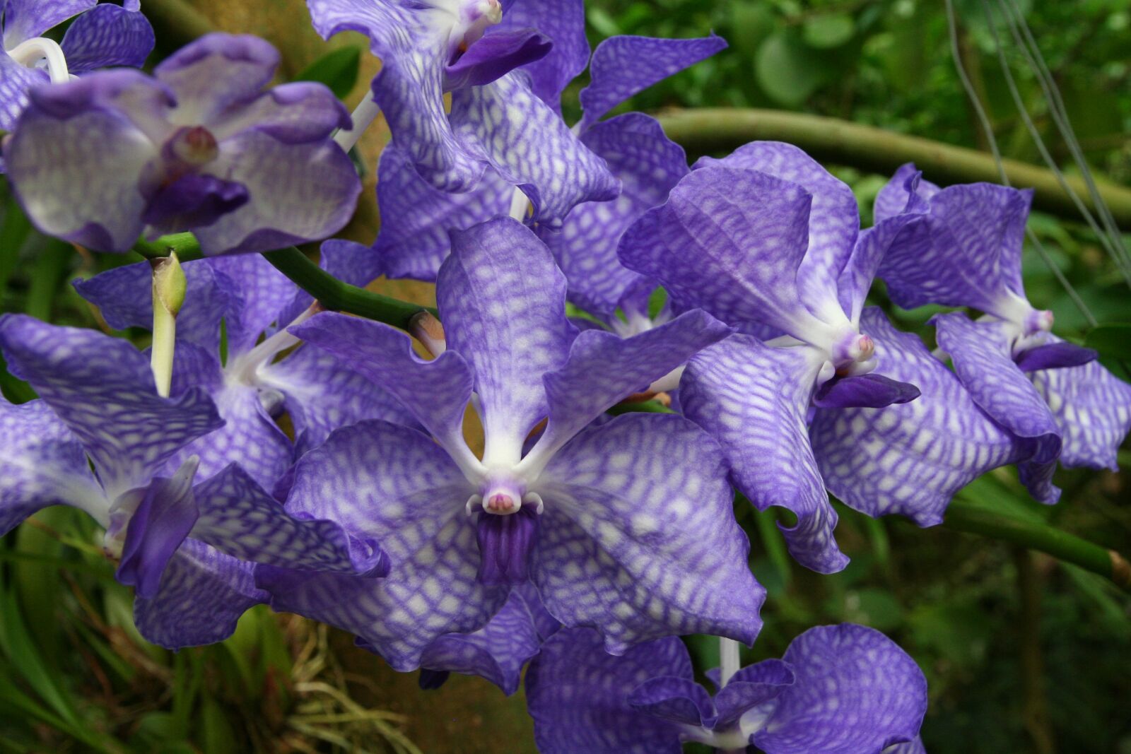 Canon EOS 350D (EOS Digital Rebel XT / EOS Kiss Digital N) sample photo. Orchids, vanda, blue photography