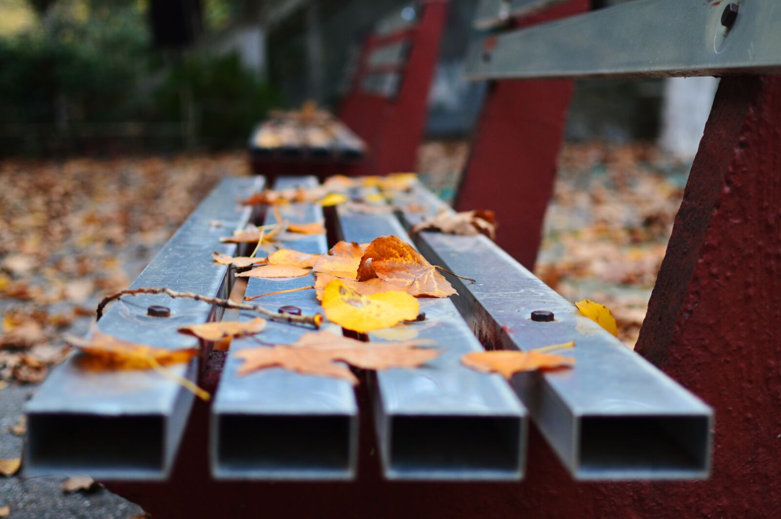 Nikon D3200 sample photo. Autumn, fall, leaves photography