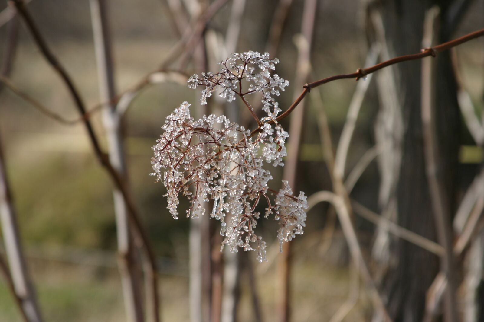 Canon EOS 10D sample photo. Winter, ice, crystals photography