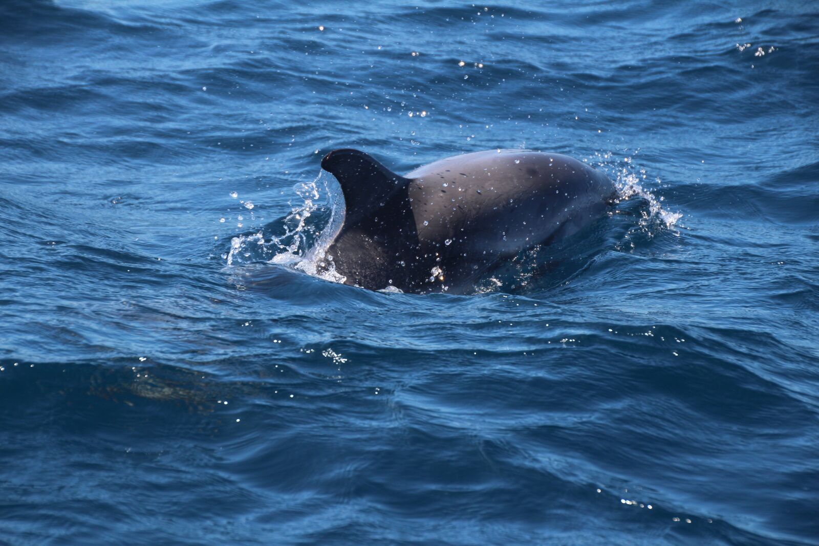 Canon EOS 700D (EOS Rebel T5i / EOS Kiss X7i) sample photo. Dolphin, marine mammals, joy photography