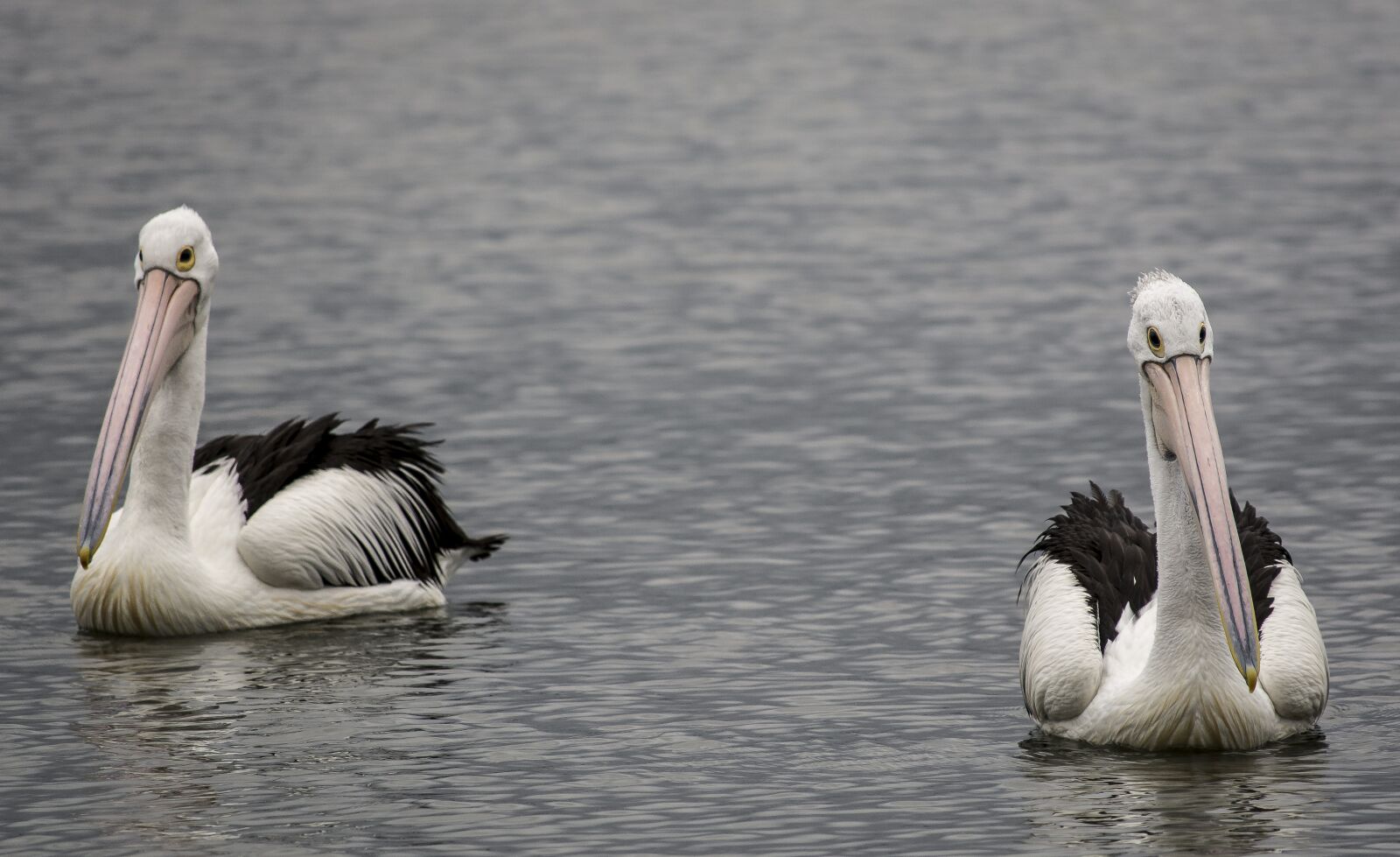 Nikon D7100 sample photo. Birds, nature, water photography
