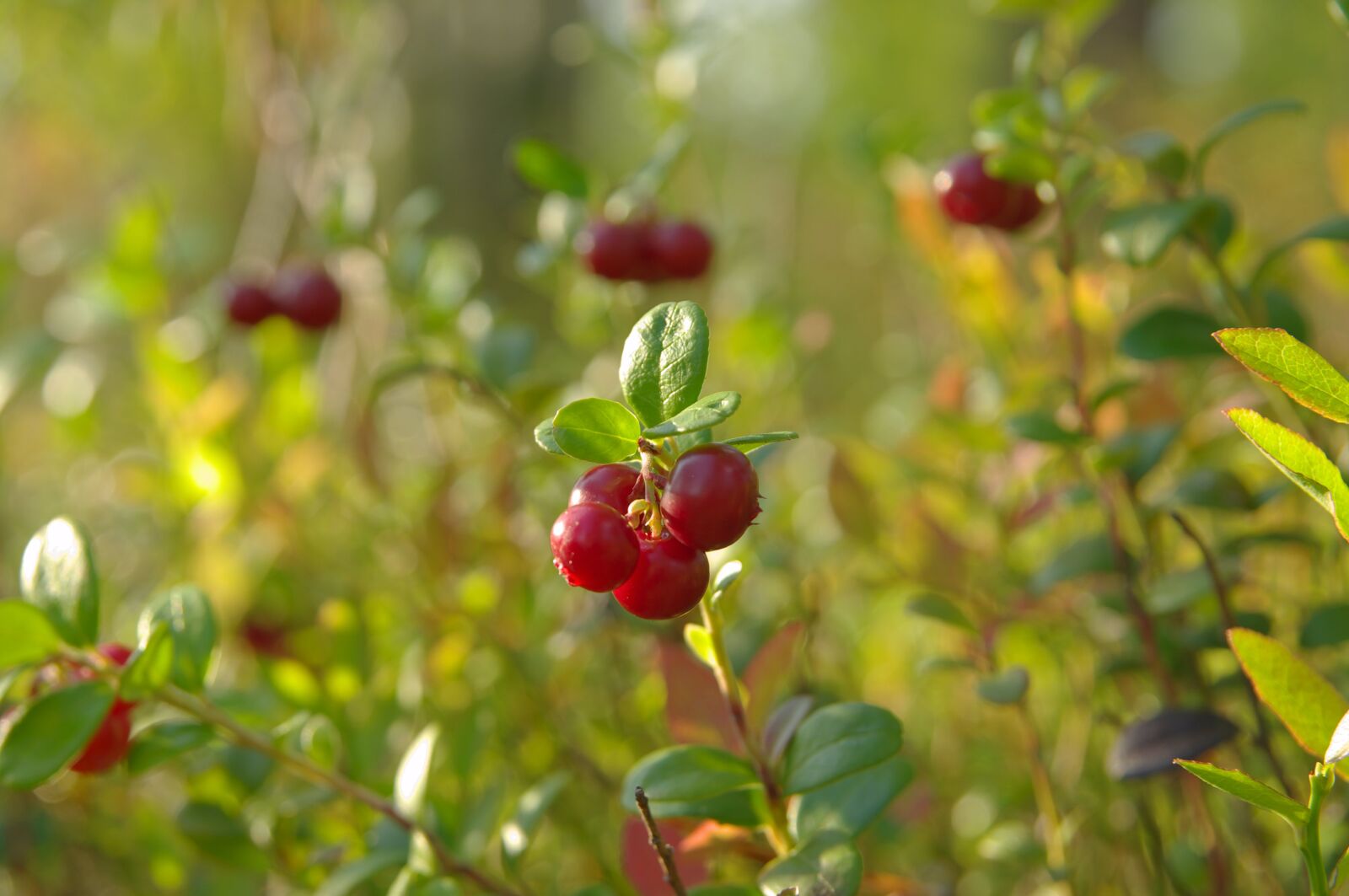 Pentax K20D sample photo. Berry, cranberries, macro photography