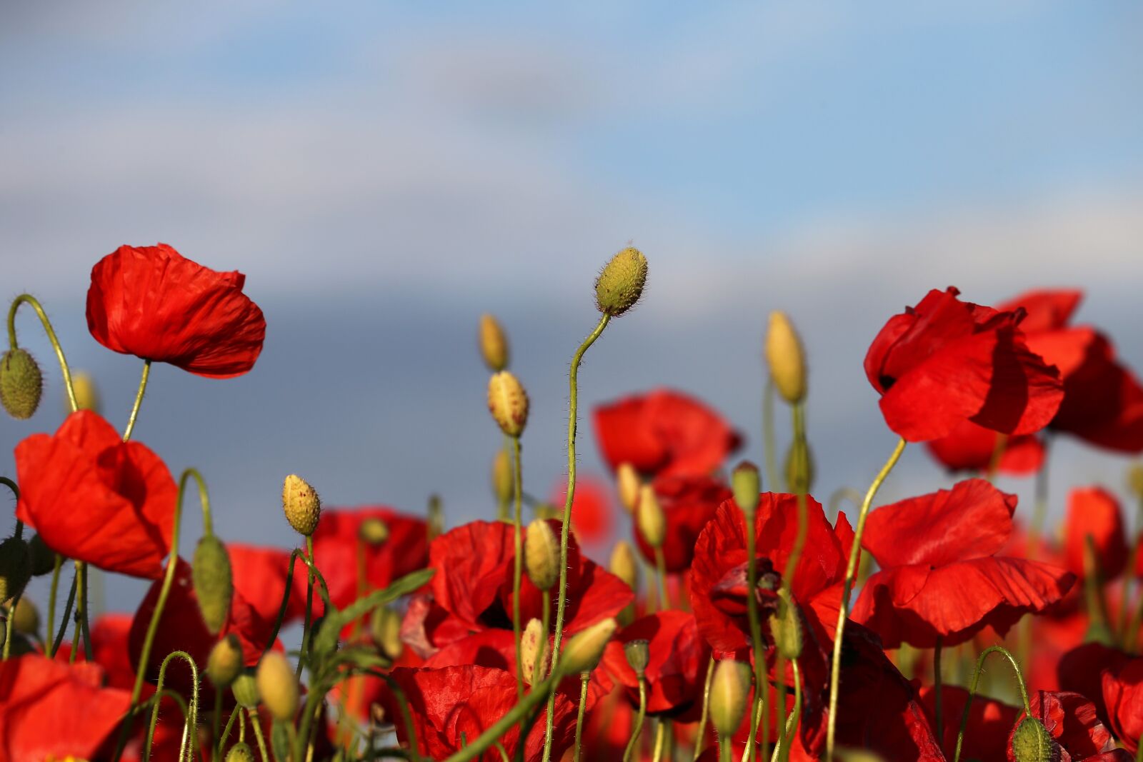 Canon EF 70-300 F4-5.6 IS II USM sample photo. Red poppies in wind photography