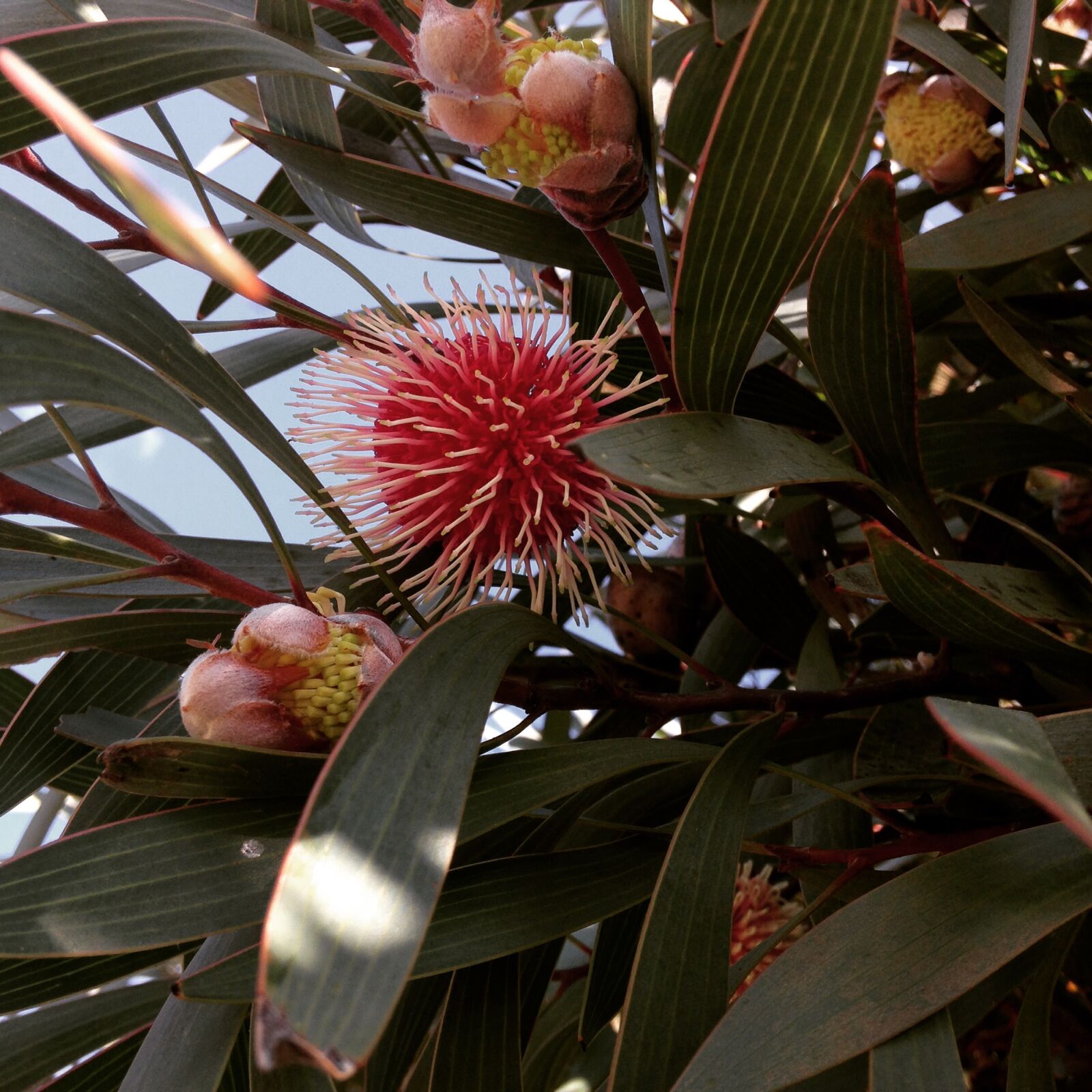 iPhone 5c back camera 4.12mm f/2.4 sample photo. Flowering, gum, flowers, gum photography