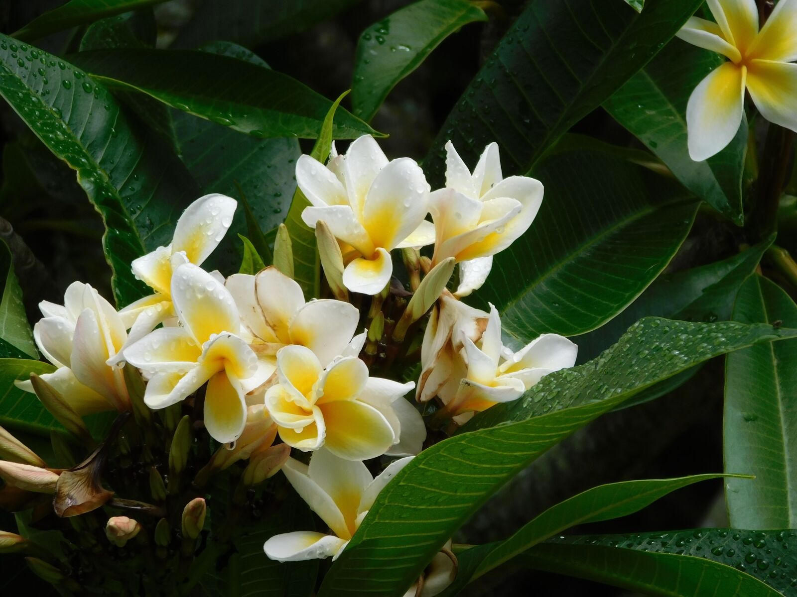 Nikon Coolpix B500 sample photo. Yellow flowers, hawaii national photography
