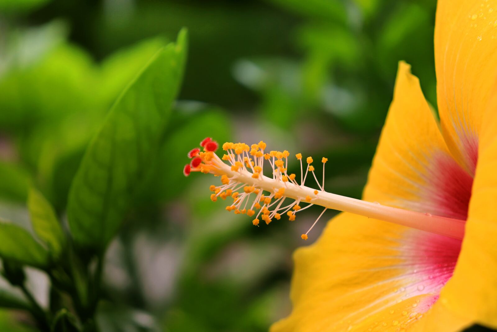 Canon EOS 800D (EOS Rebel T7i / EOS Kiss X9i) sample photo. Flower, garden, blossom photography