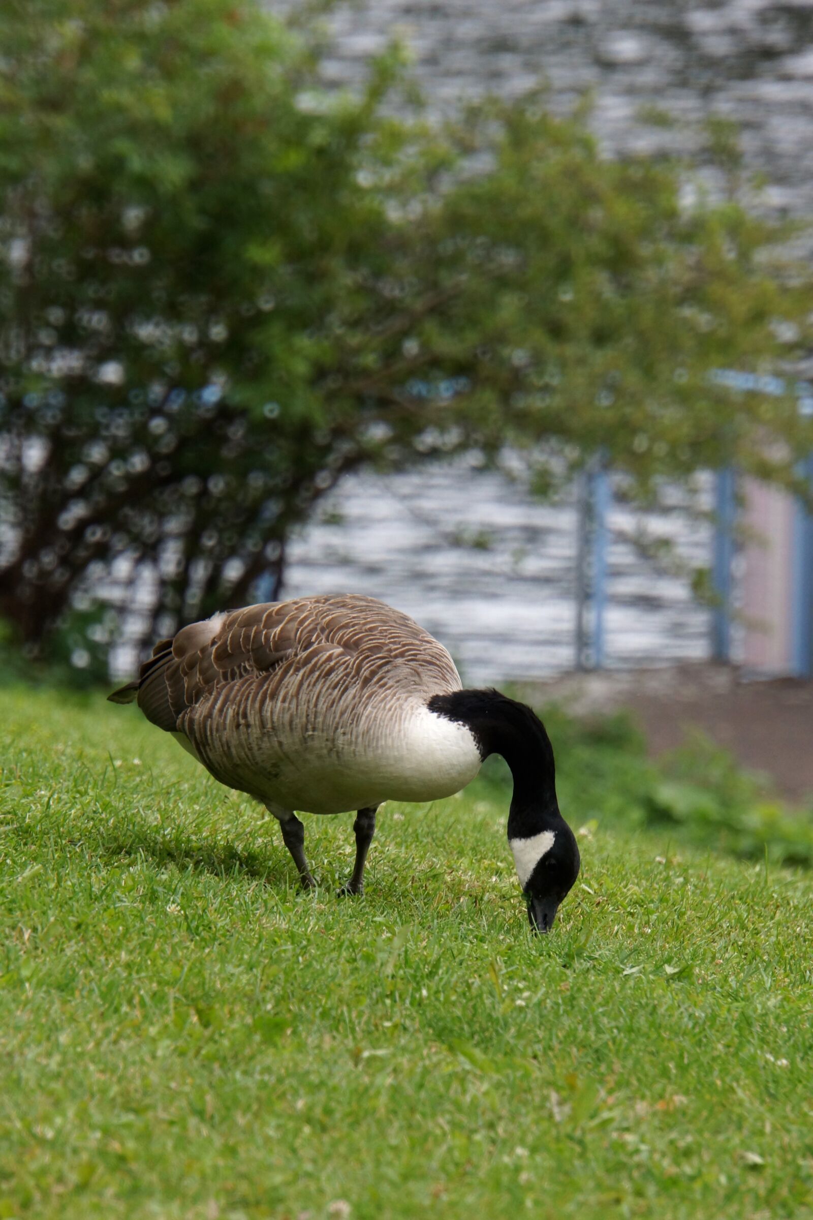 Sony Alpha NEX-7 sample photo. Canada goose, branta canadensis photography