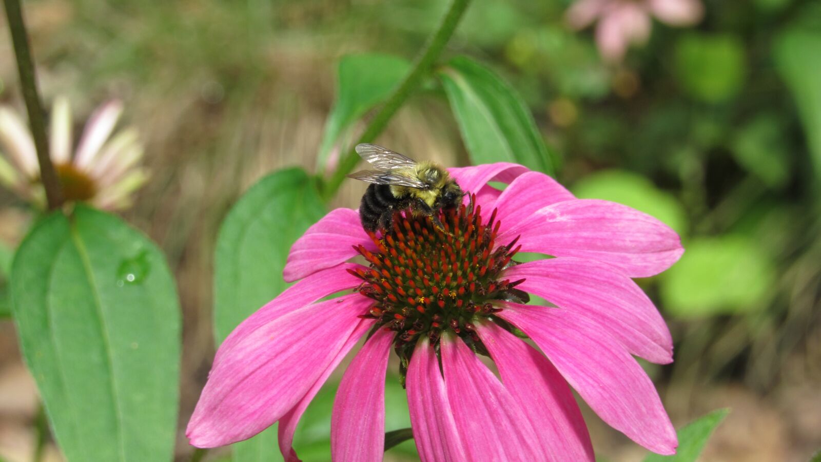 Canon PowerShot SX530 HS sample photo. Bee, flower, insects photography