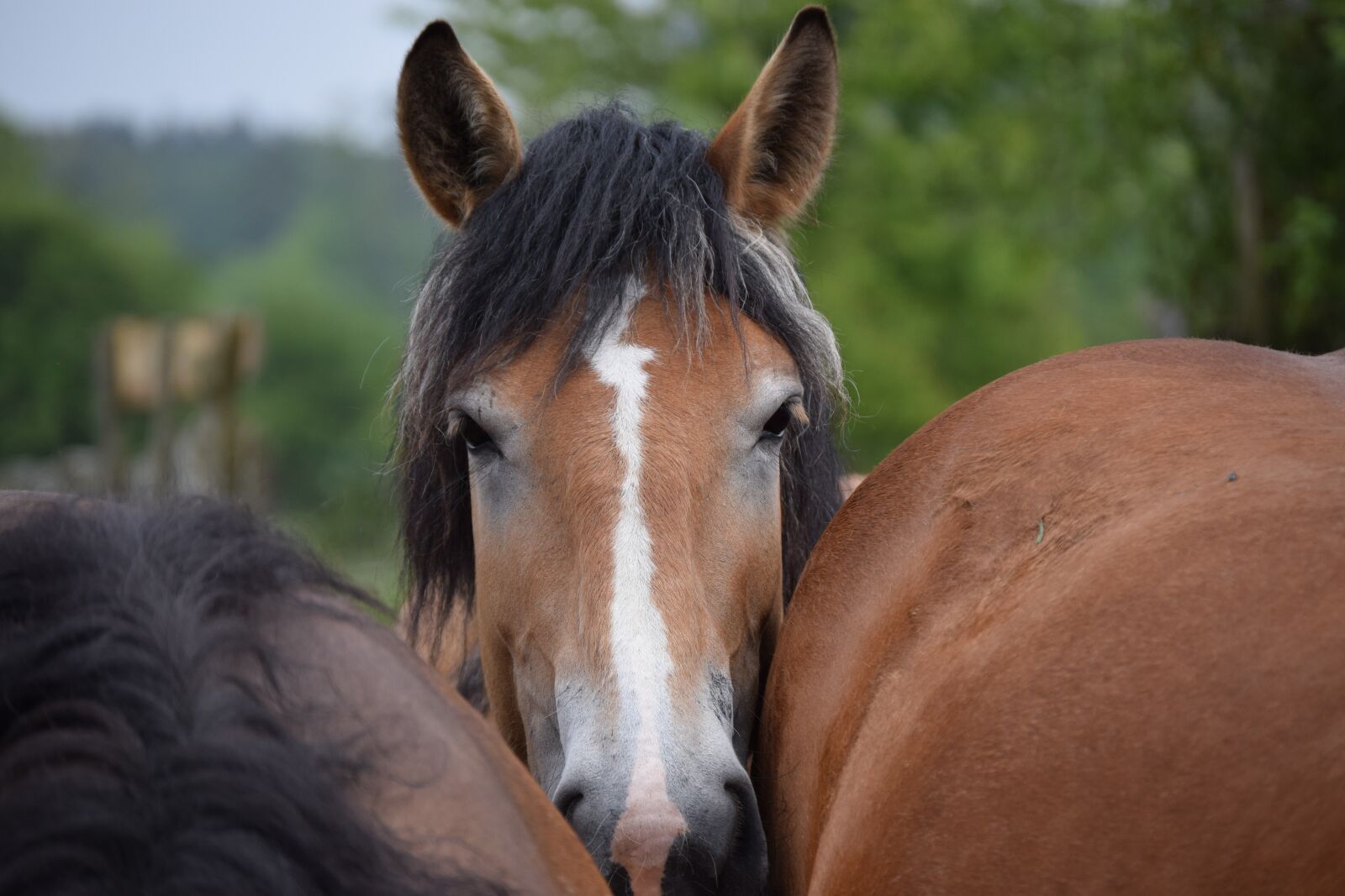 Nikon D3300 sample photo. Horse, curious, tight photography