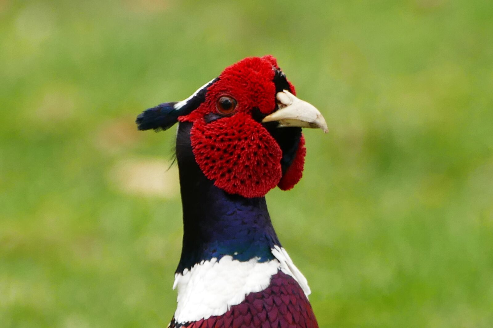Panasonic Lumix DMC-FZ1000 sample photo. Pheasant, bird, animal photography