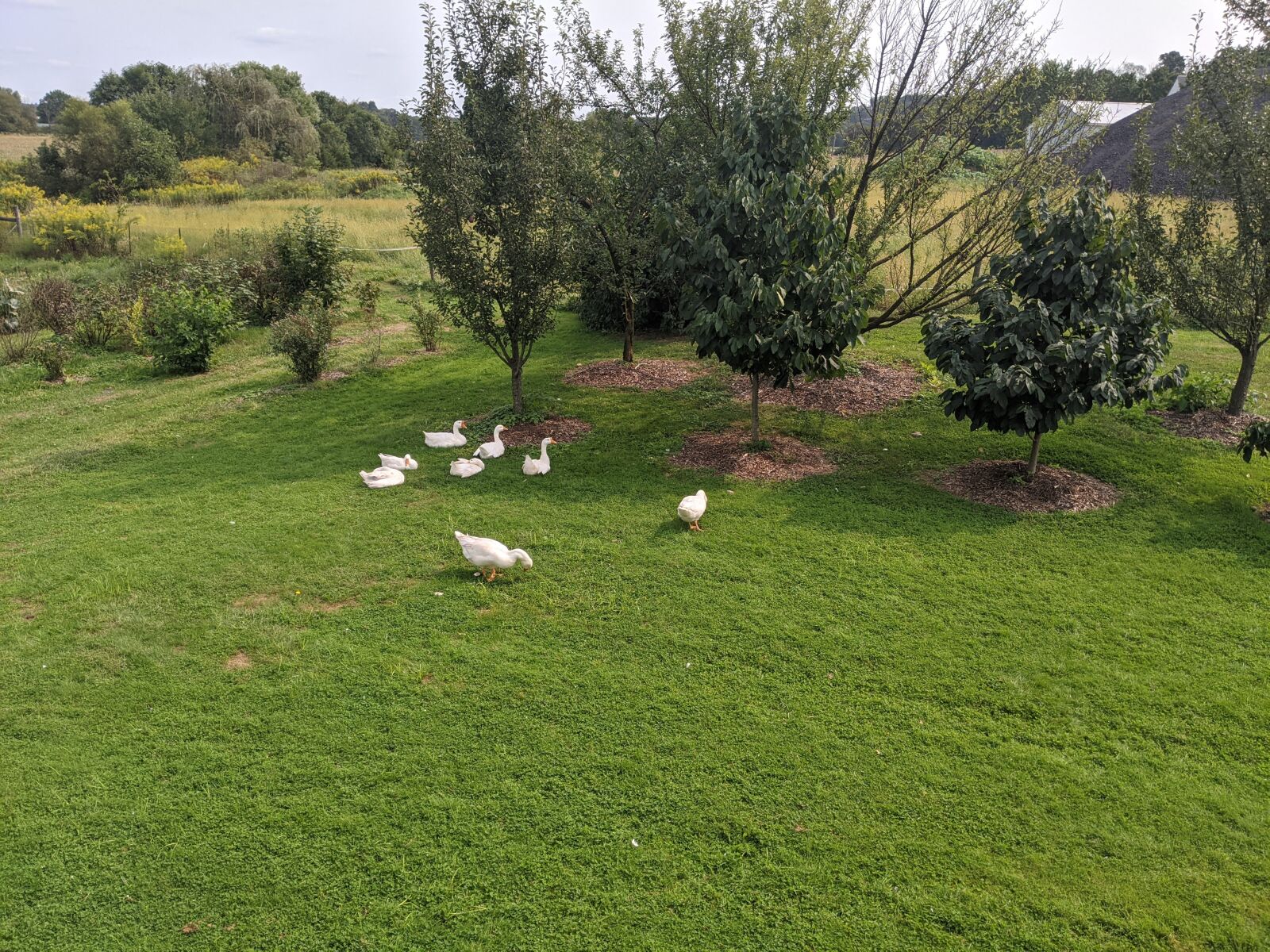 Google Pixel 3 sample photo. Geese, white geese, goose photography