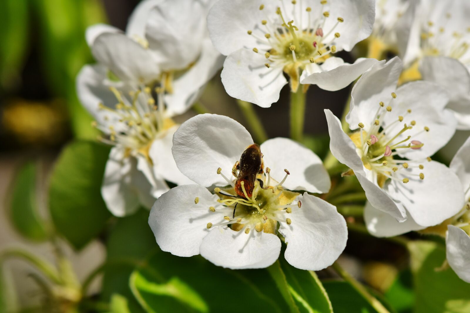 Nikon D7200 sample photo. Apple blossom, blossom, bloom photography