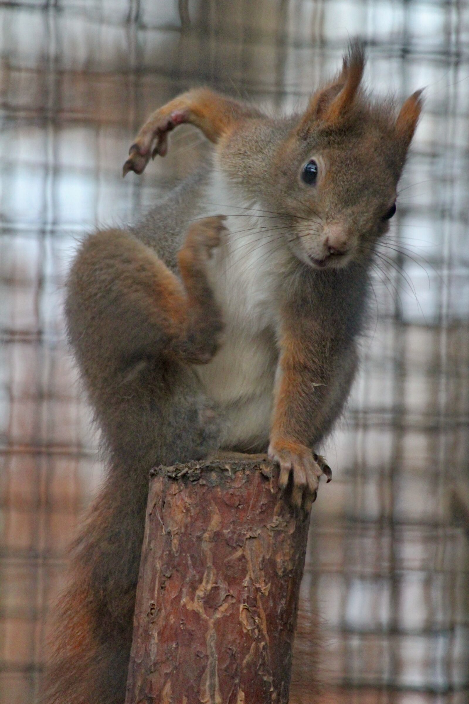 Canon EOS 550D (EOS Rebel T2i / EOS Kiss X4) sample photo. The squirrel, jump, movement photography