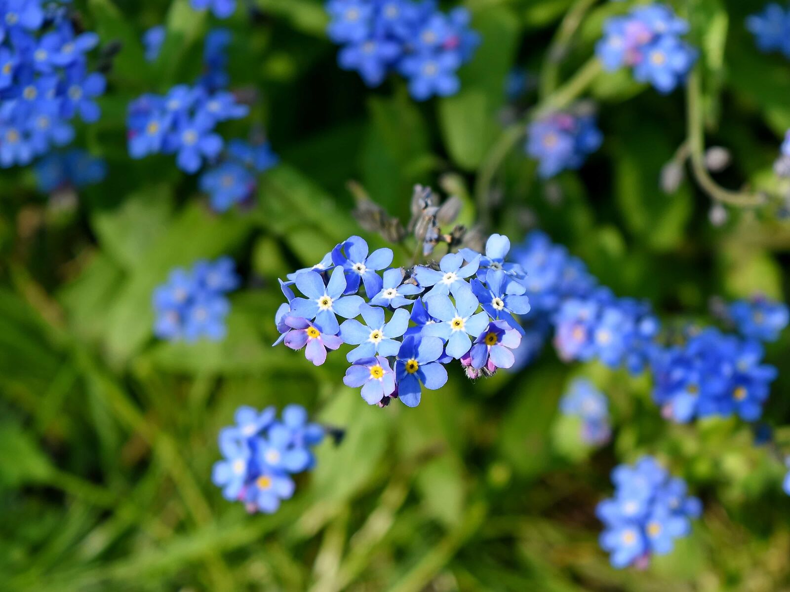 Nikon D5500 sample photo. Meadow, purple, herb, nature photography