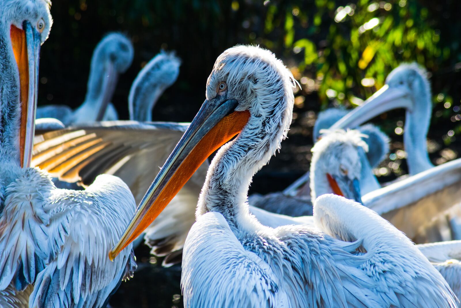 Nikon D3300 sample photo. Bird, feather, nature photography