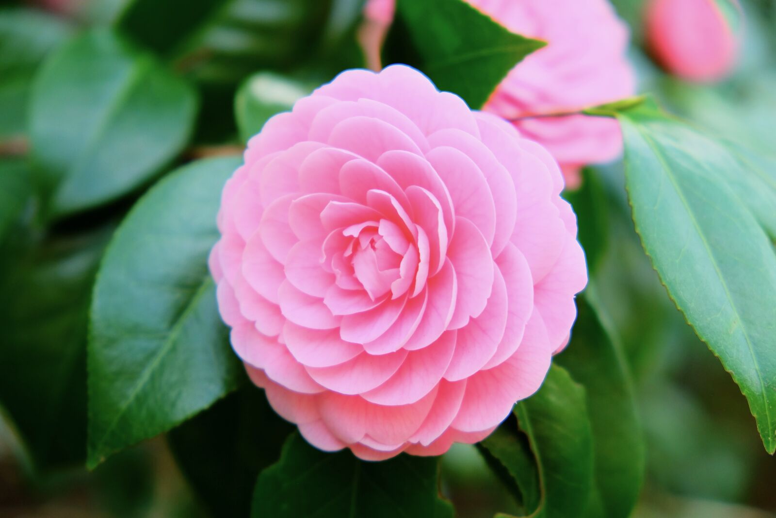 Fujifilm X-T10 sample photo. Camellia, punk, flower photography