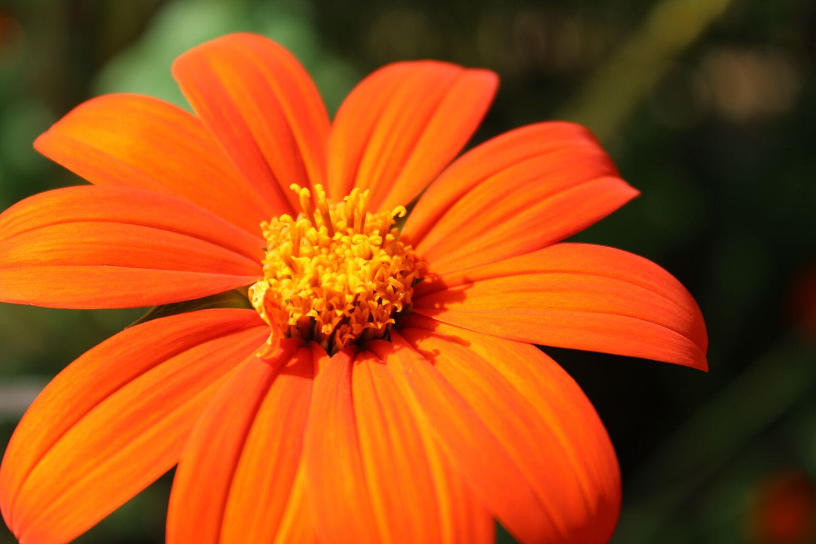 Canon EOS 2000D (EOS Rebel T7 / EOS Kiss X90 / EOS 1500D) sample photo. Flower, orange flower, plant photography