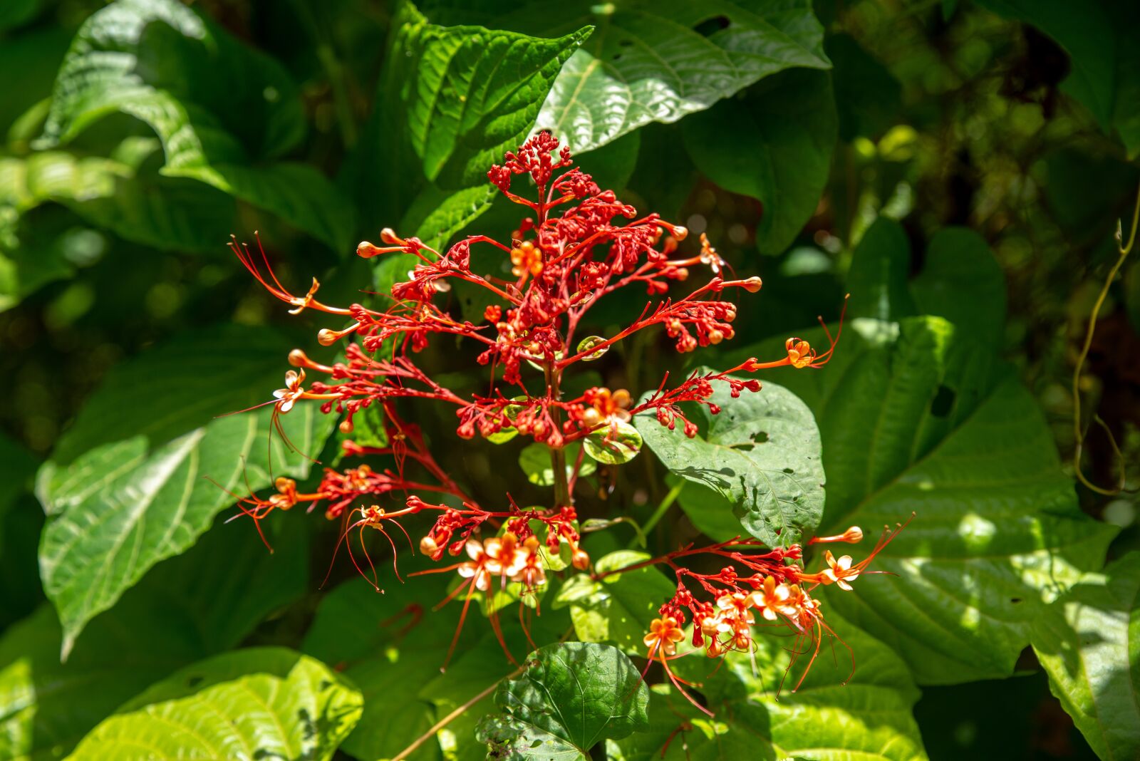 Tamron SP 24-70mm F2.8 Di VC USD sample photo. Red, nature, wild photography